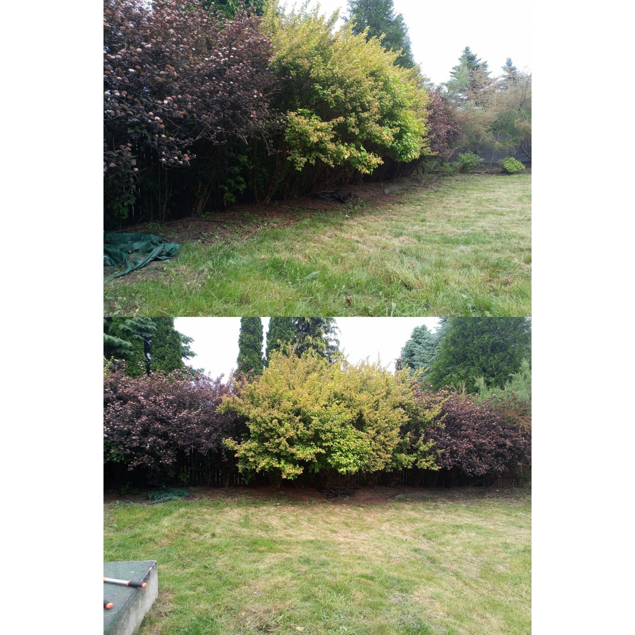 Zdjęcie 'przed i po' z przycinania krzewów w ogrodzie w Warszawie. Widoczne różnice w wyglądzie roślinności i trawnika po wykonanej usłudze.