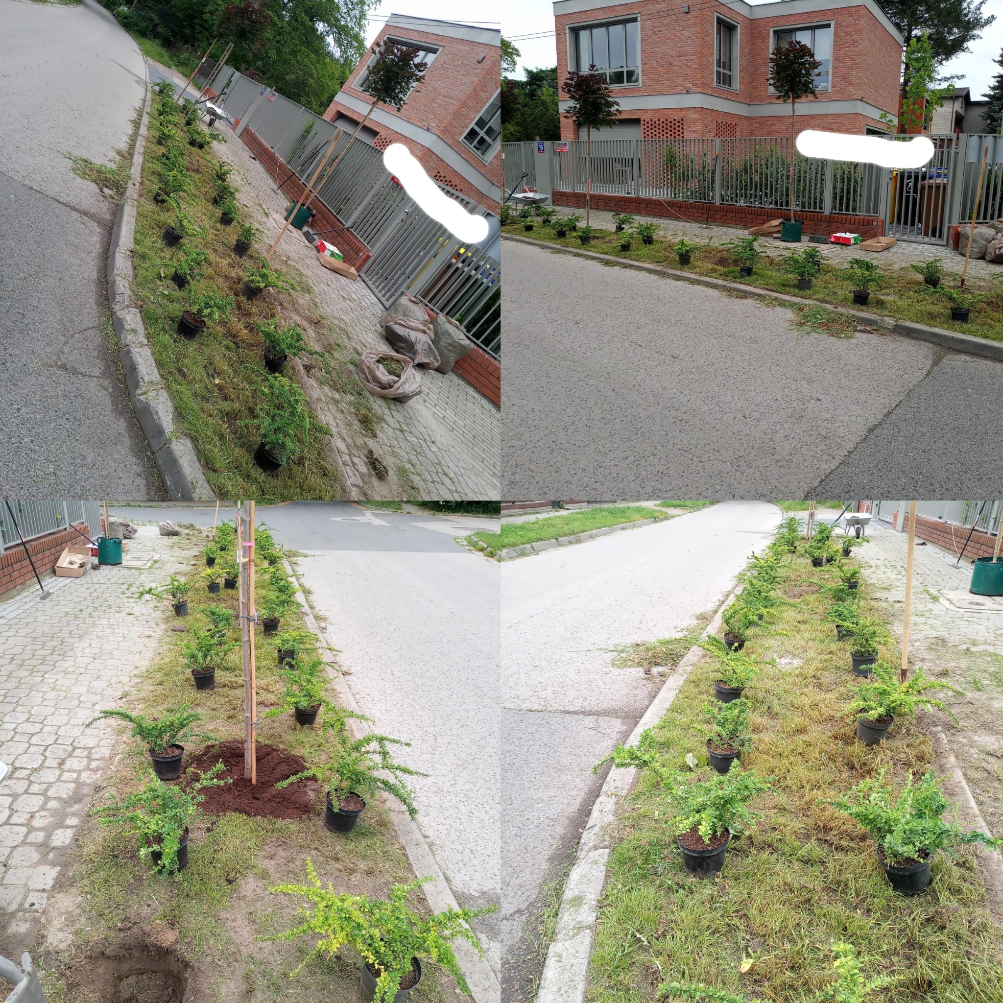 Etap zakładania ogrodu: sadzonki w doniczkach ustawione wzdłuż chodnika, przygotowane do posadzenia. Widoczny fragment budynku z cegły i ogrodzenie.