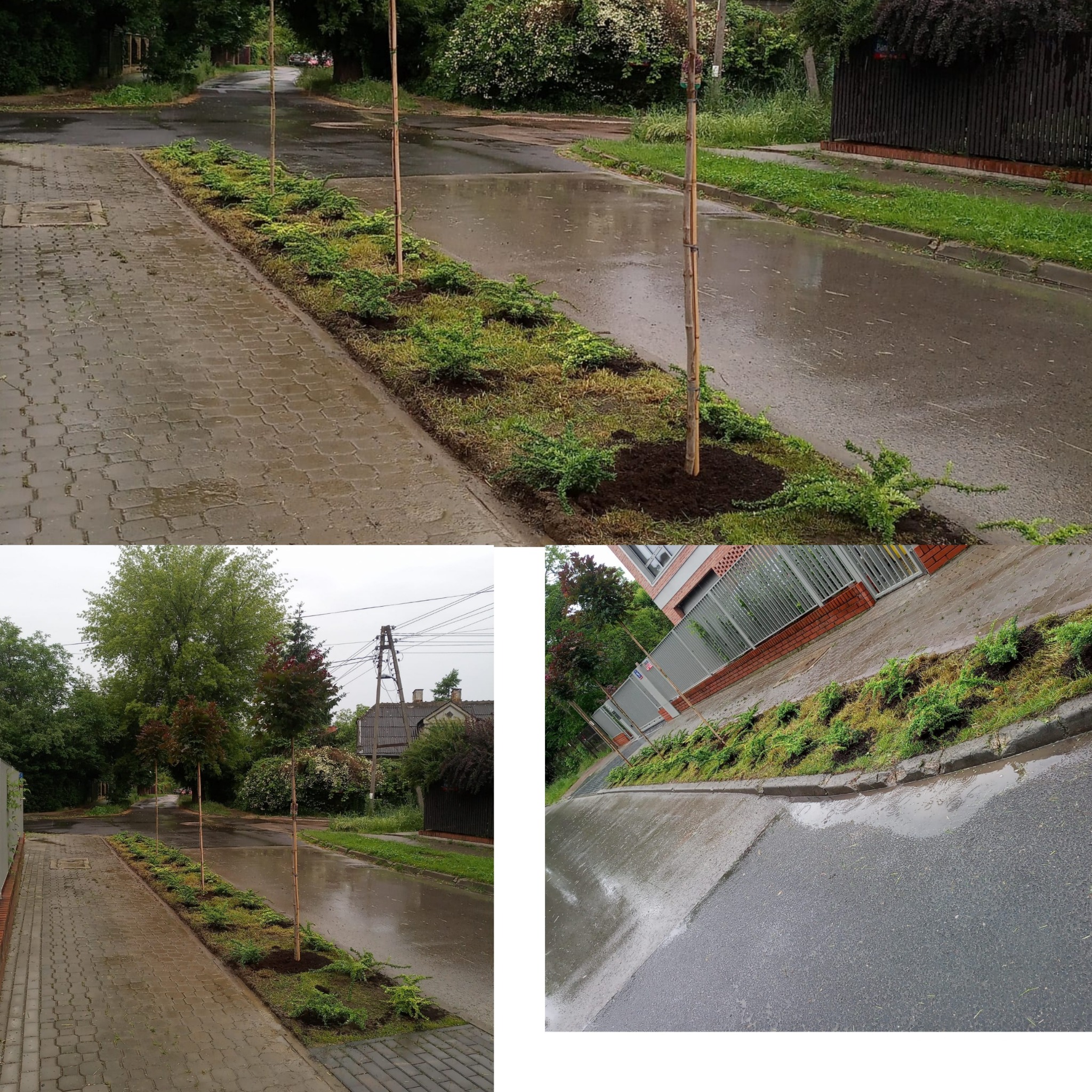 Świeżo posadzone drzewa i krzewy wzdłuż ulicy, zabezpieczone bambusowymi tyczkami. Mokra nawierzchnia po deszczu.