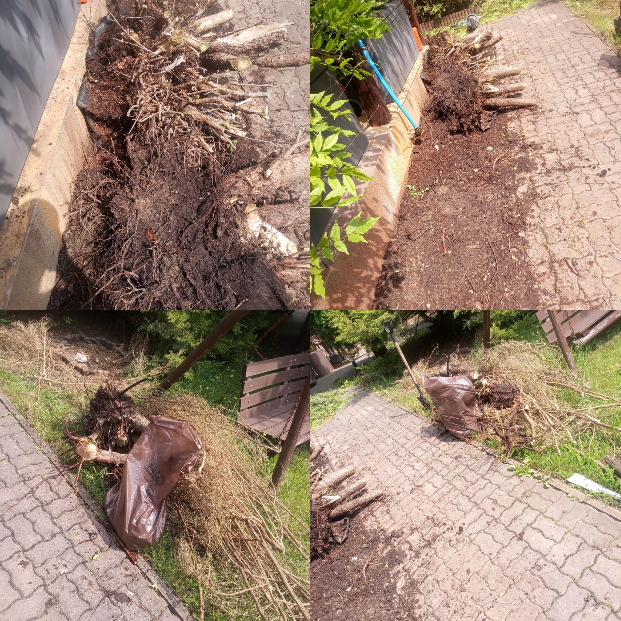 Czteropanelowe ujęcie terenu po wycince: korzenie w ziemi, pocięte gałęzie i ziemia na kostce brukowej. W tle zieleń i elementy architektury ogrodowej.