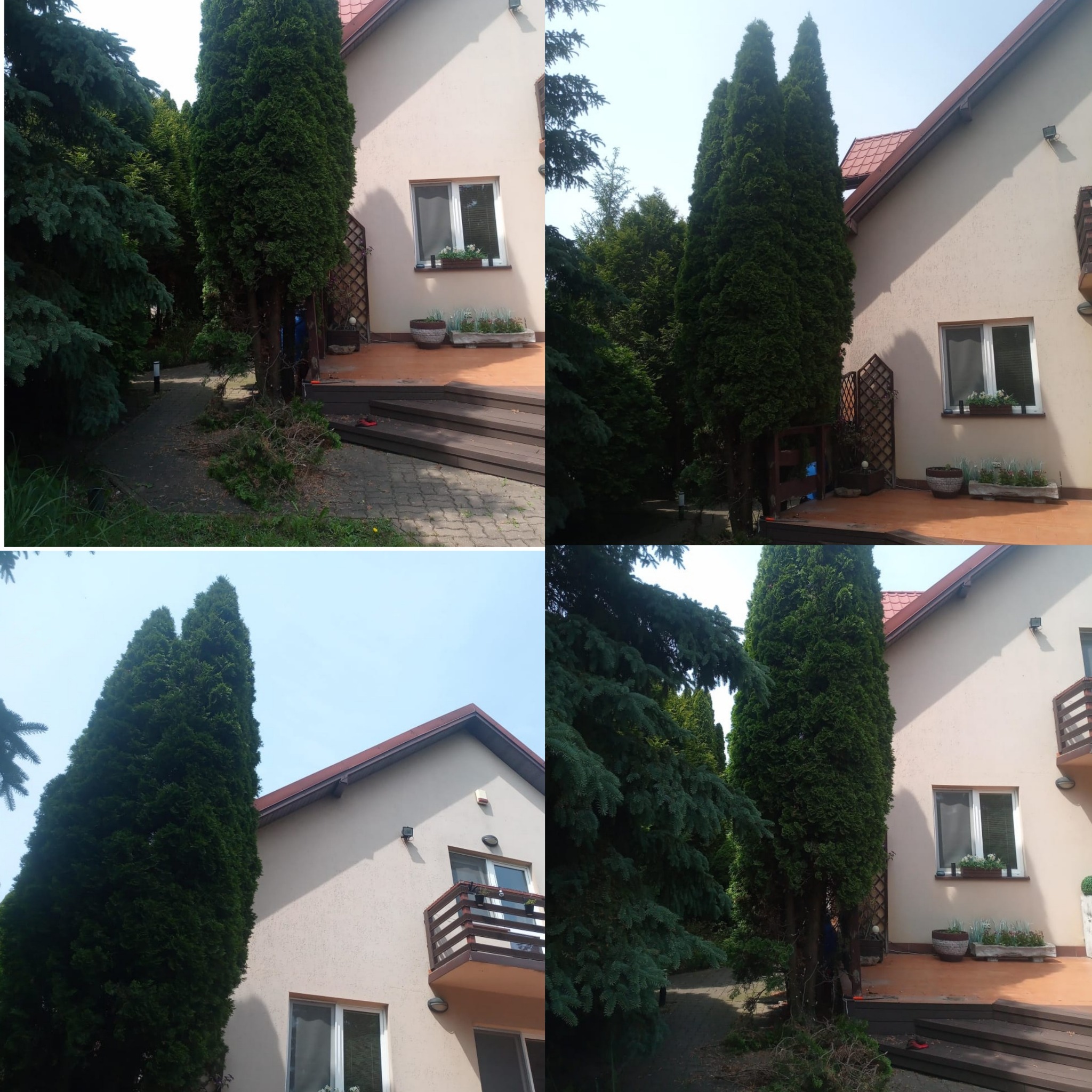 Czteropanelowe ujęcie domu z iglakami przed i po przycięciu. Widoczne ścięte gałęzie i uporządkowany teren wokół drzew.