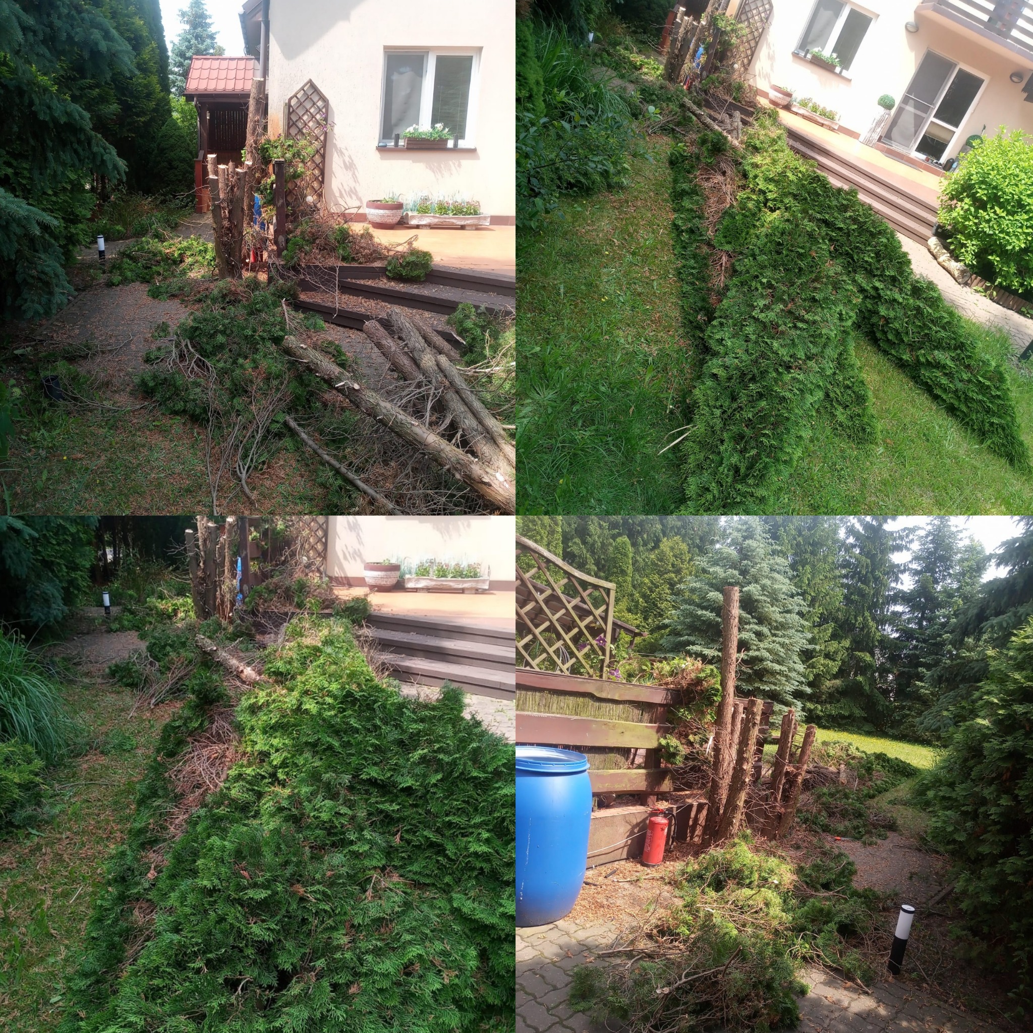 Po wycince: Kupa gałęzi i pni po cięciu drzew leży na trawniku i ścieżce w ogrodzie przed domem. Widoczne pnie po wyciętych drzewach i krzewach.