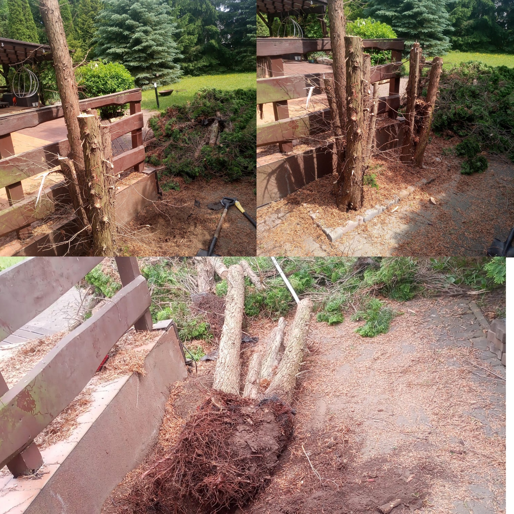 Etap wycinki drzew: pnie po usuniętych drzewach, gałęzie i wióry na ziemi. Widoczne narzędzia i korzenie wykopanych drzew. Prace ogrodowe w toku.