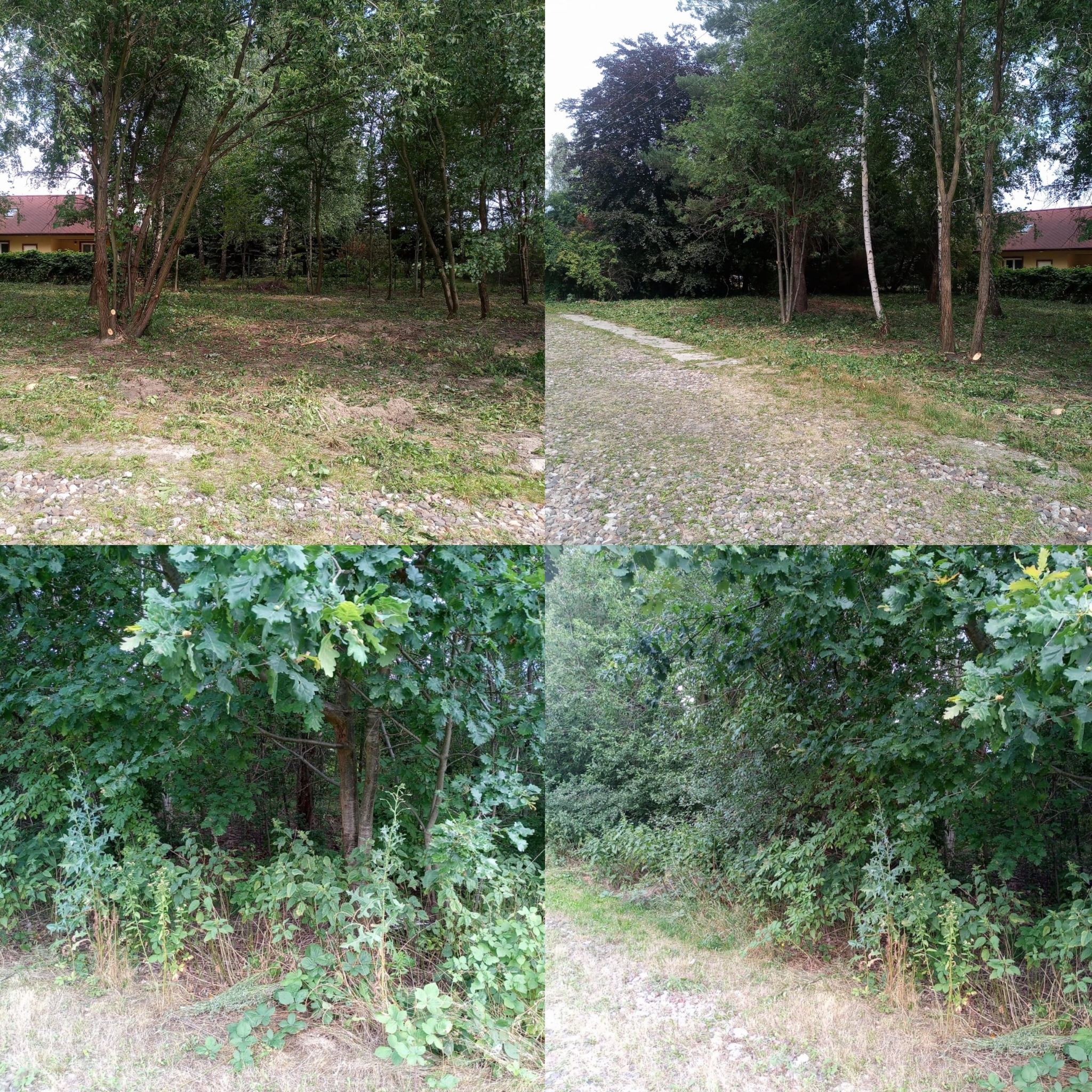 Porównanie terenu przed i po wycince drzew: widoczne świeże ślady cięcia na pniach, uporządkowane otoczenie, usunięte gałęzie i krzewy, odsłonięta ścieżka.