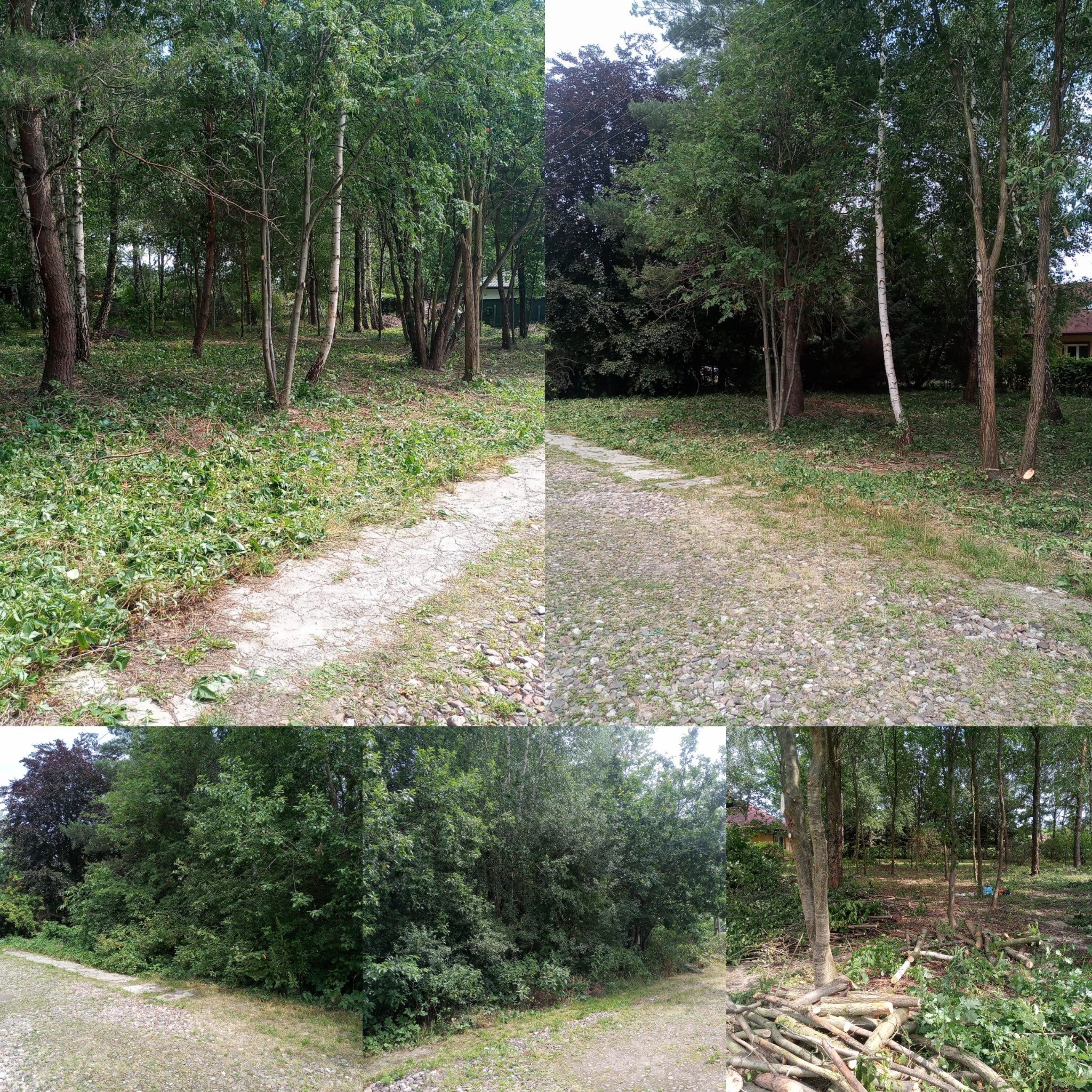 Teren po wycince drzew: widoczne ścięte pnie i gałęzie, przygotowana ścieżka. Ujęcie z perspektywy ziemi, prezentujące efekt prac porządkowych.