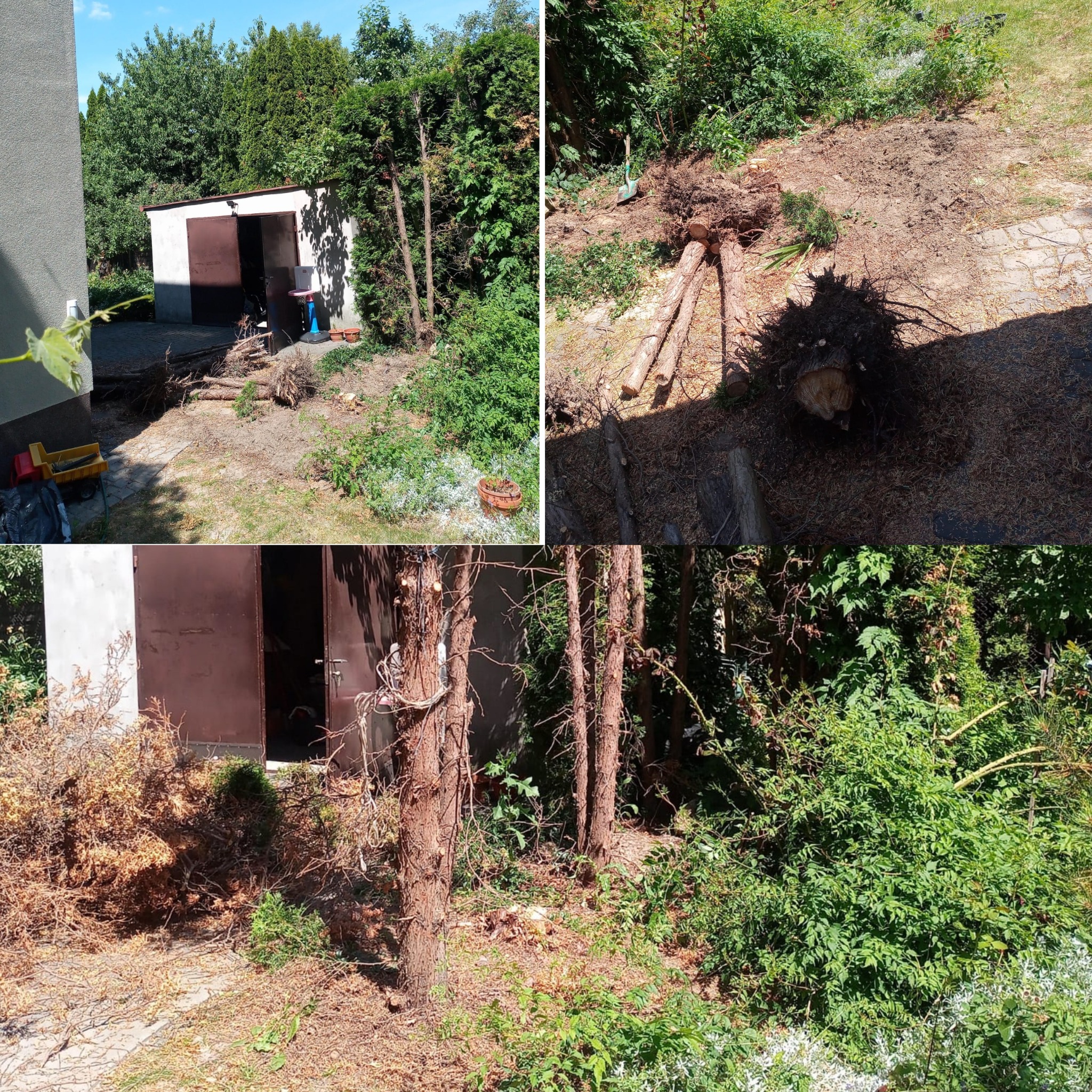 Fragmenty pni i gałęzi po wycince drzew w ogrodzie, widoczne ślady po pracy, w tle budynek gospodarczy i zieleń.
