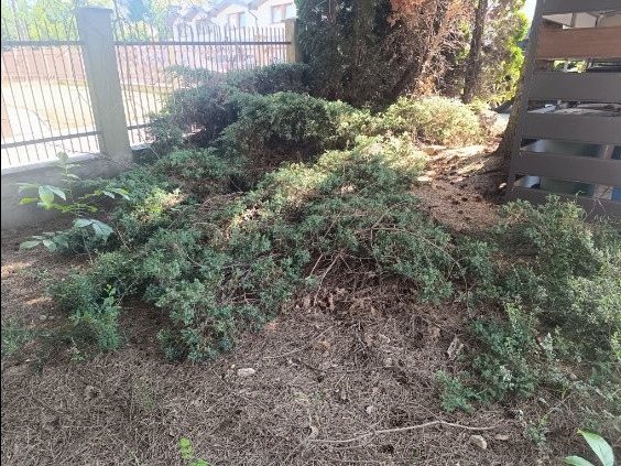 Zdjecie zrobione przed .Zaniedbany kąt pod smietnikiem .Pani miala taki smutny widok z okna w Nowej Hucie