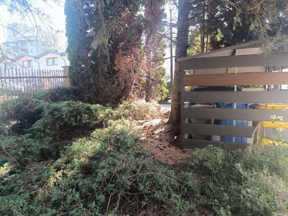 Miejsce bardzo zacienione przez Sosny i niezbyt czyste