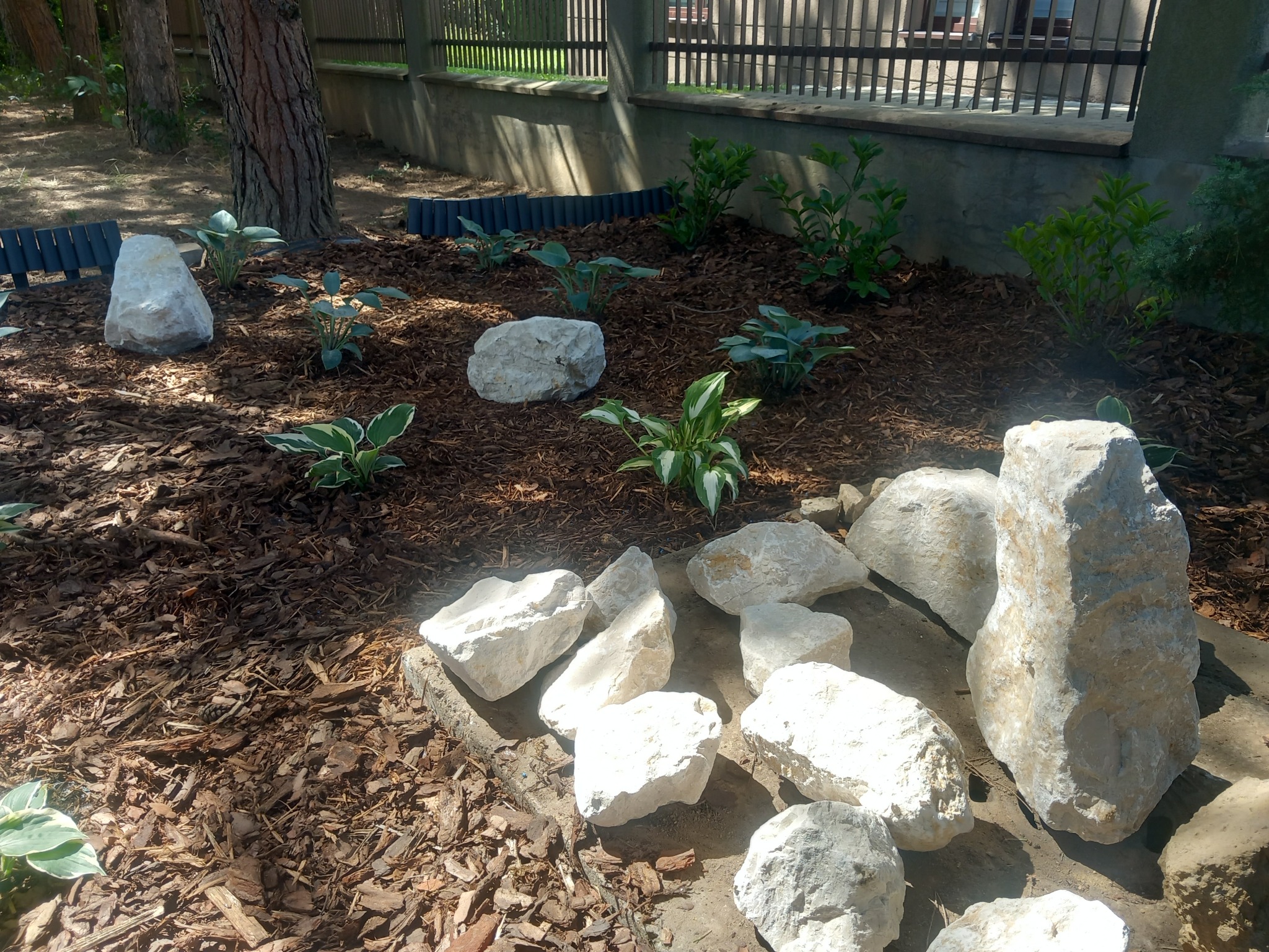 Aranżacja ogrodu z białymi kamieniami i korą, hosty w tle, ogrodzenie panelowe. Słoneczny dzień, widok na rabatę z bliska.