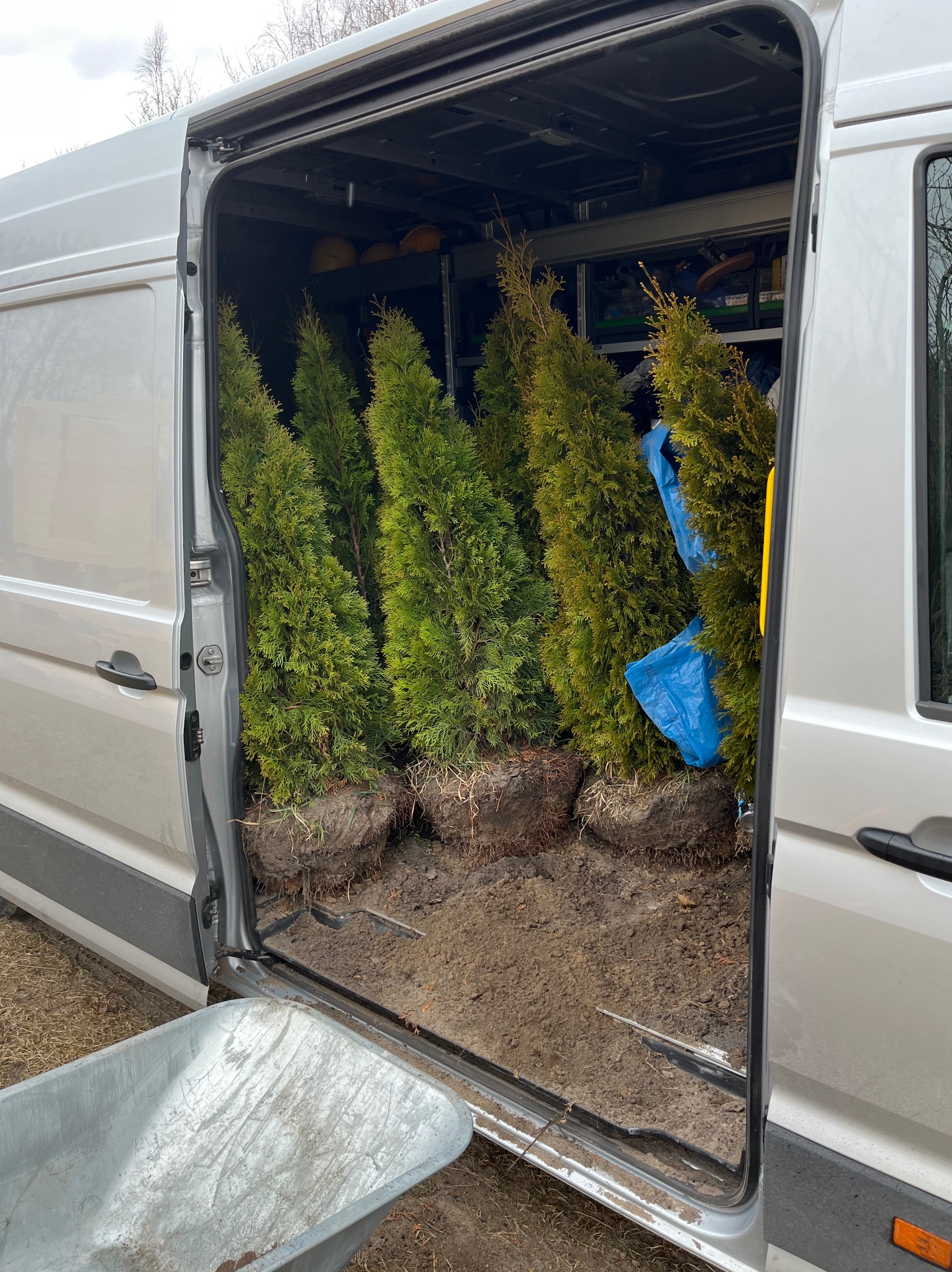 Transport tui w srebrnym busie. Widoczne korzenie drzewek i ziemia w przestrzeni ładunkowej. W tle półki z narzędziami i kaskami. Częściowo widoczna taczka.