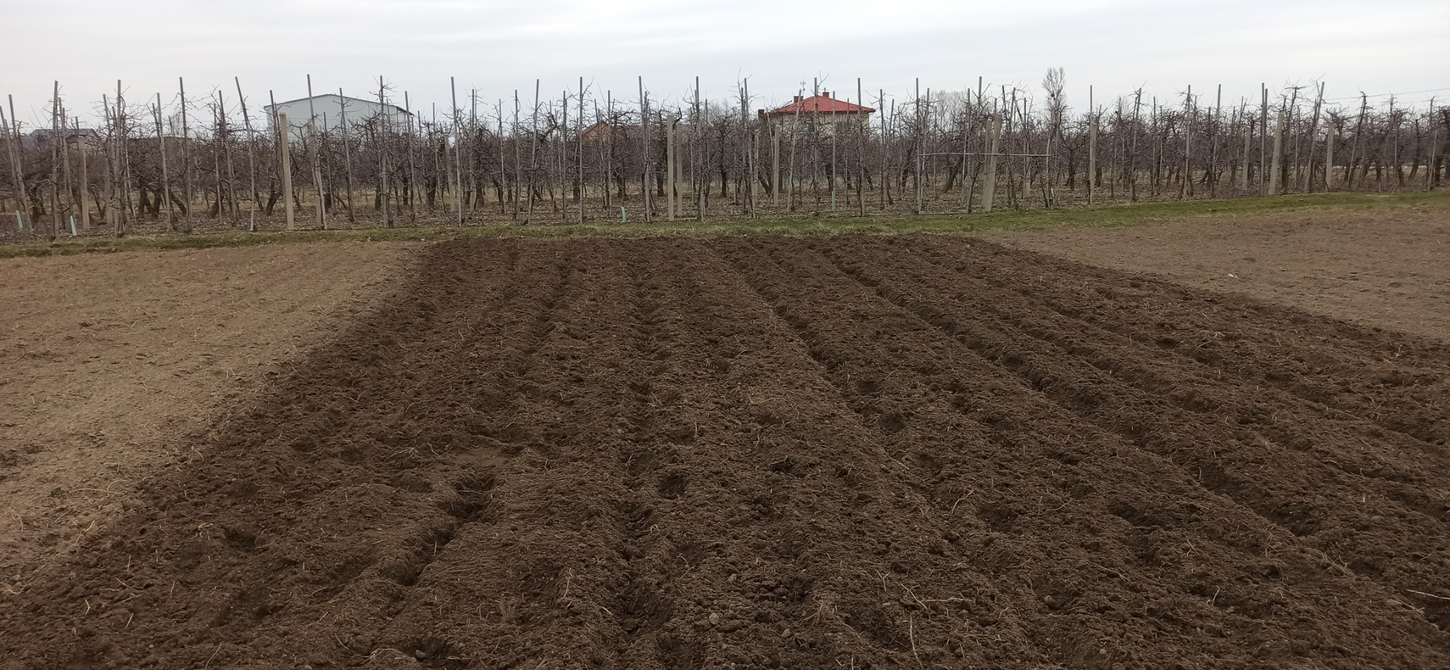 Zaorane pole w sadzie owocowym, przygotowane pod zasiew. Widoczne rzędy drzew owocowych bez liści i budynki w tle, pochmurne niebo.