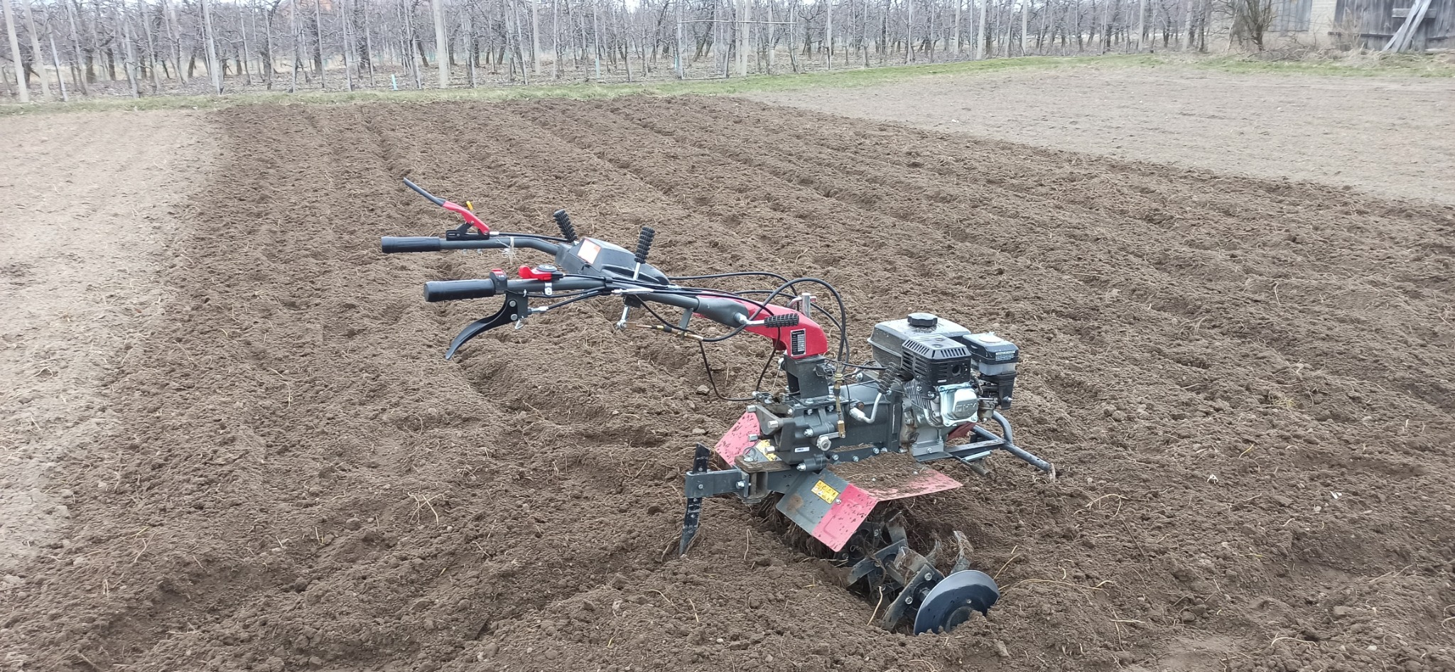 Glebogryzarka w trakcie pracy na polu, spulchniająca glebę. Widoczne rzędy przygotowanej ziemi i drzewa w tle. Praca w polu.