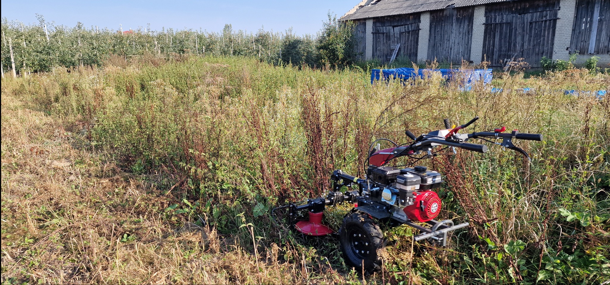 Czerwony glebogryzarek spalinowy na tle zarośniętego pola i sadu, gotowy do pracy. W tle widoczny budynek gospodarczy. Słoneczny dzień.