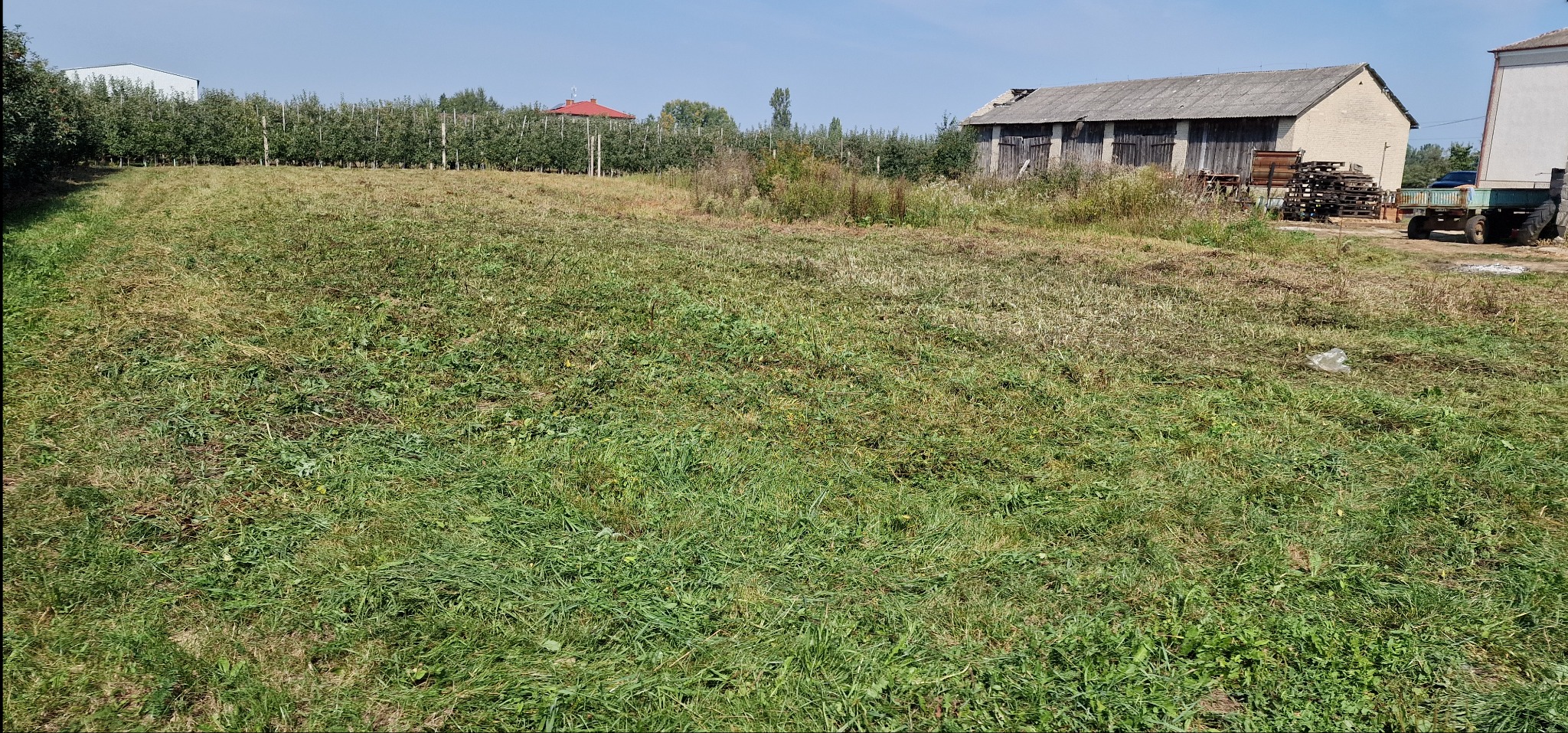 Nierównomiernie skoszona trawa na rozległym terenie z sadem w tle i budynkami gospodarczymi. Widoczny ślad po koszeniu, wysoka trawa.
