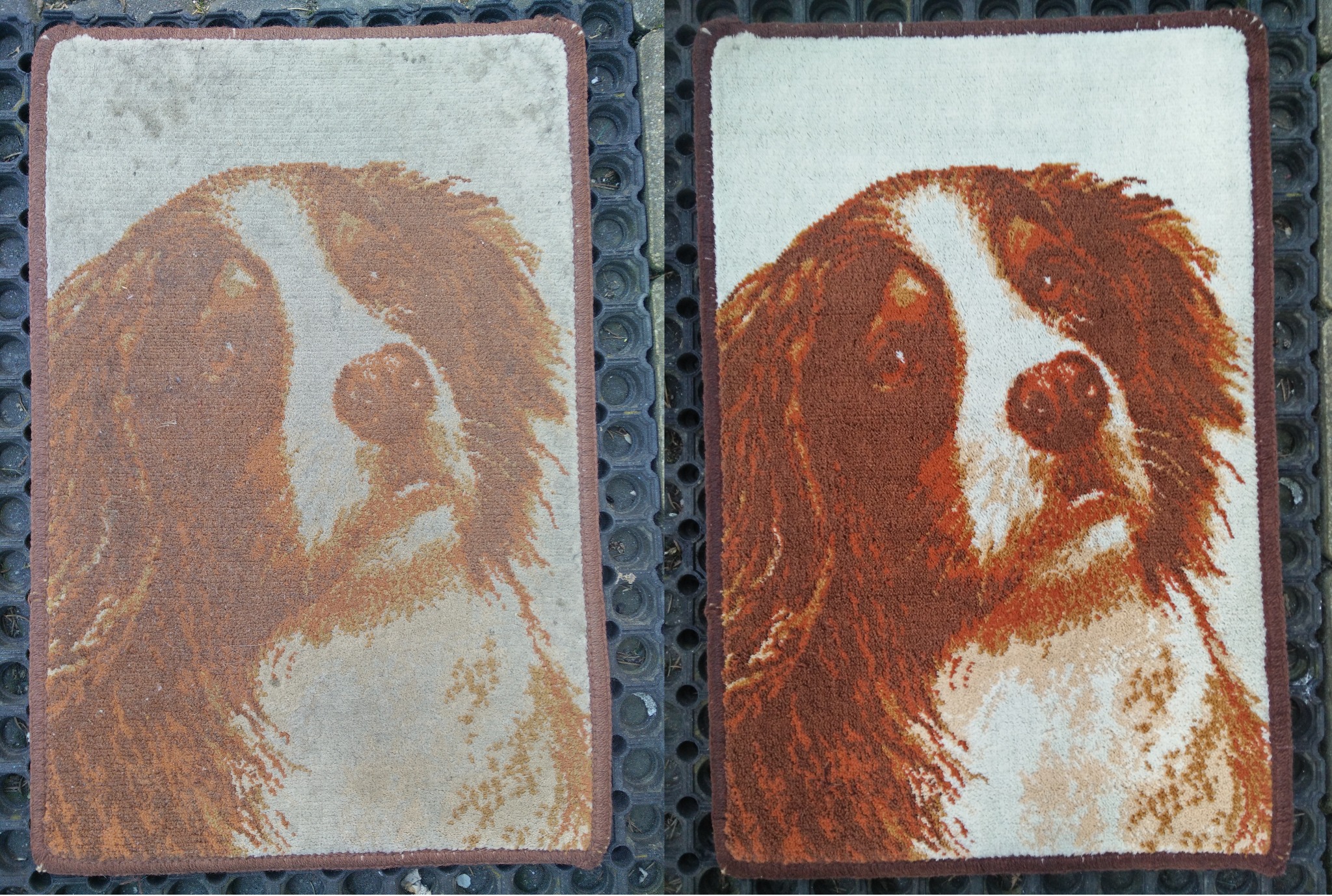 Dywanik z wizerunkiem psa Cavalier King Charles Spaniel przed i po czyszczeniu, ukazujący różnicę w kolorze i usunięciu zabrudzeń. Widoczne detale sierści i brązowa obwódka.