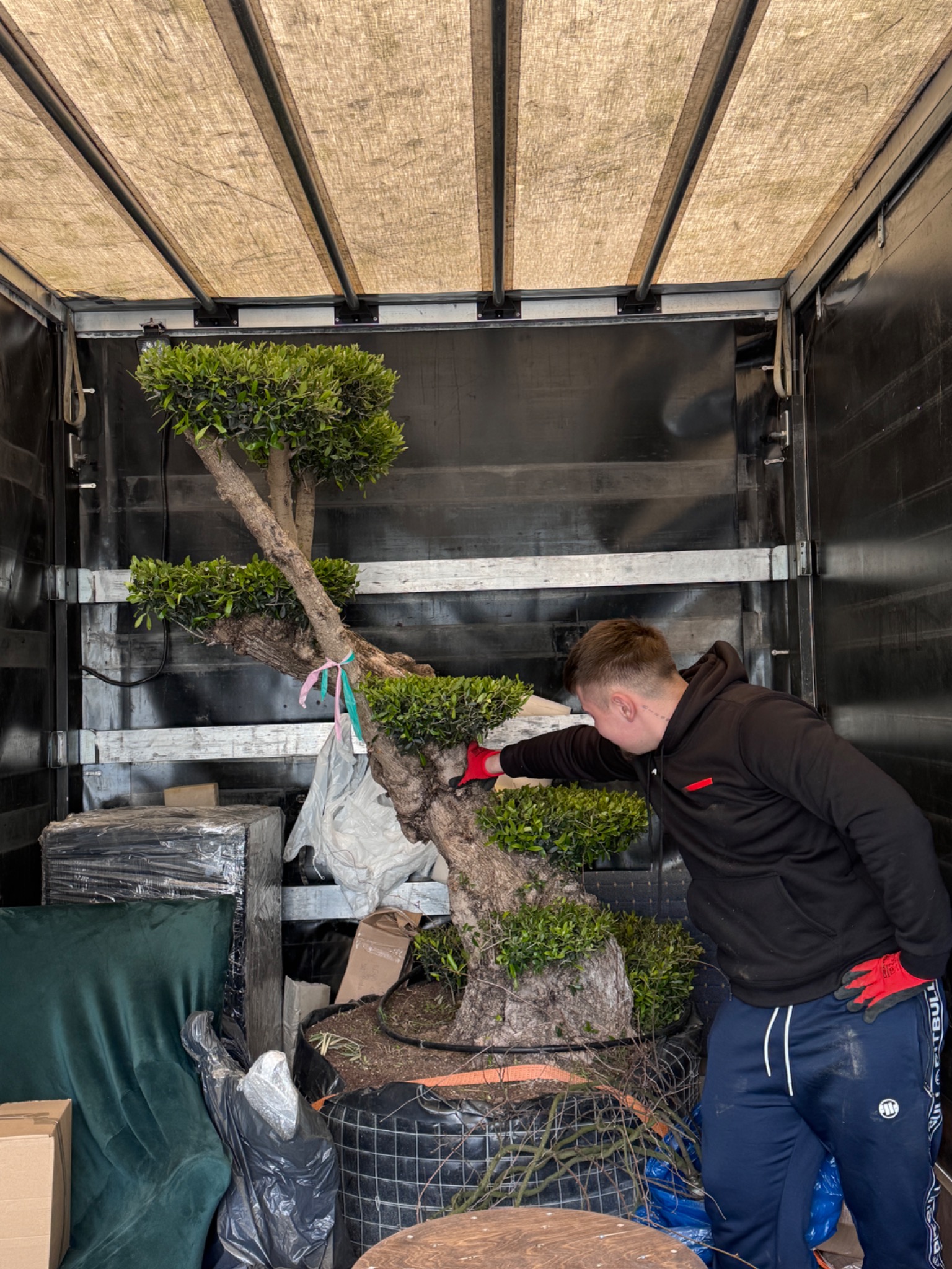 Mężczyzna w czerwonych rękawicach zabezpiecza duże bonsai w przestrzeni ładunkowej busa. Roślina z grubym pniem i zielonymi liśćmi, obok meble i kartony. Transport roślin.