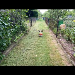 Dawid Durys - Świeżo skoszona trawa w wąskim przejściu ogrodu, z kosiarką spalinową Stihl w tle. Metalowe ogrodzenie po bokach, bujna roślinność i ślady po koszeniu.