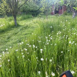 Dawid Durys - Świeżo skoszony trawnik z dmuchawcami w ogrodzie, widoczny fragment kosiarki, w tle drewniany domek i drzewa.