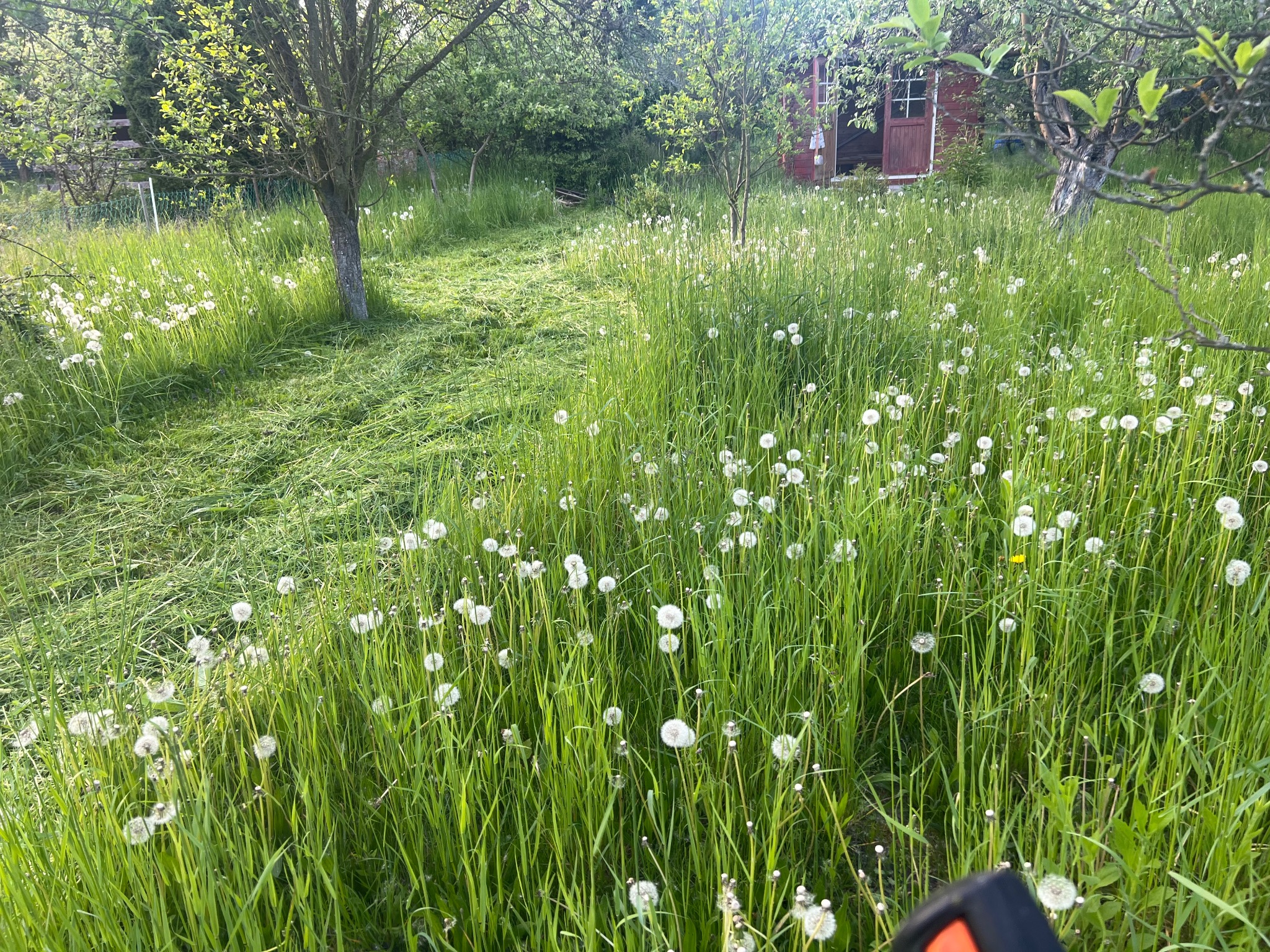 Świeżo skoszony trawnik z dmuchawcami w ogrodzie, widoczny fragment kosiarki, w tle drewniany domek i drzewa.