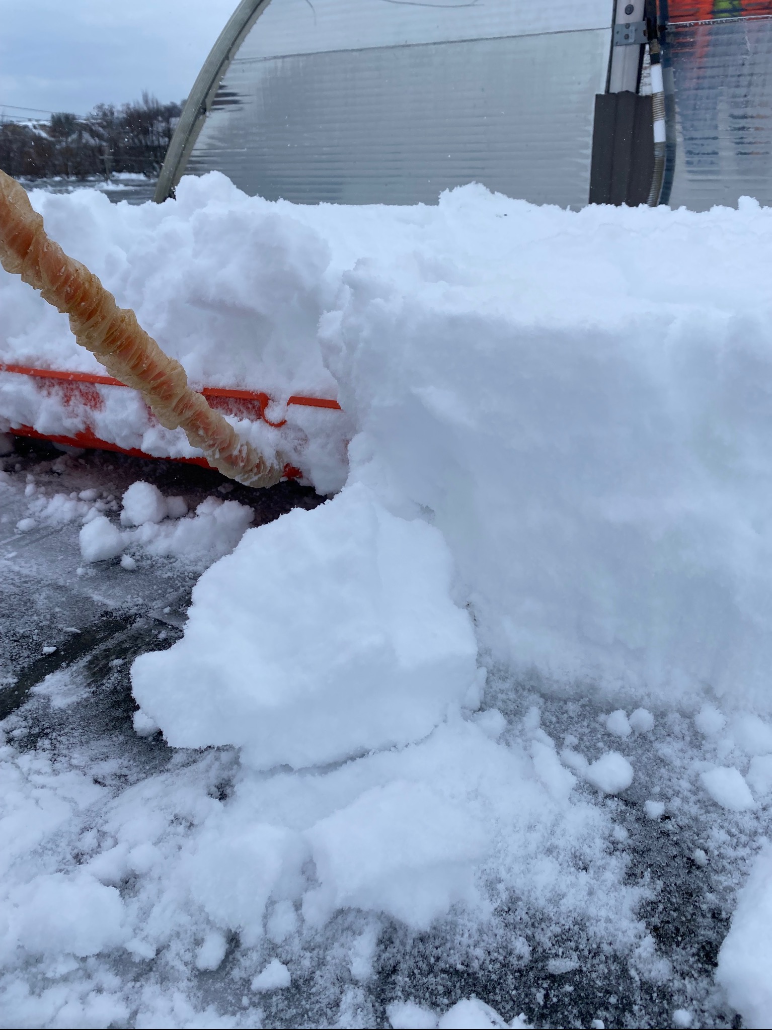 Odśnieżanie dachu szklarni przy użyciu pomarańczowej łopaty z oszronionym uchwytem. Widoczne duże ilości śniegu i fragment konstrukcji szklarni.