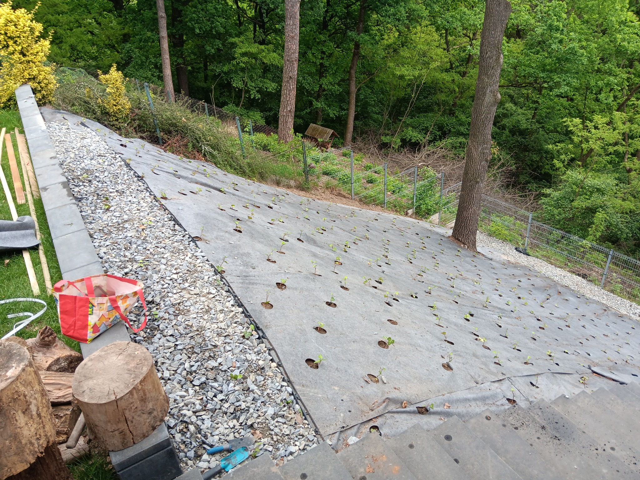 obsadzanie skarpy bukszpanem