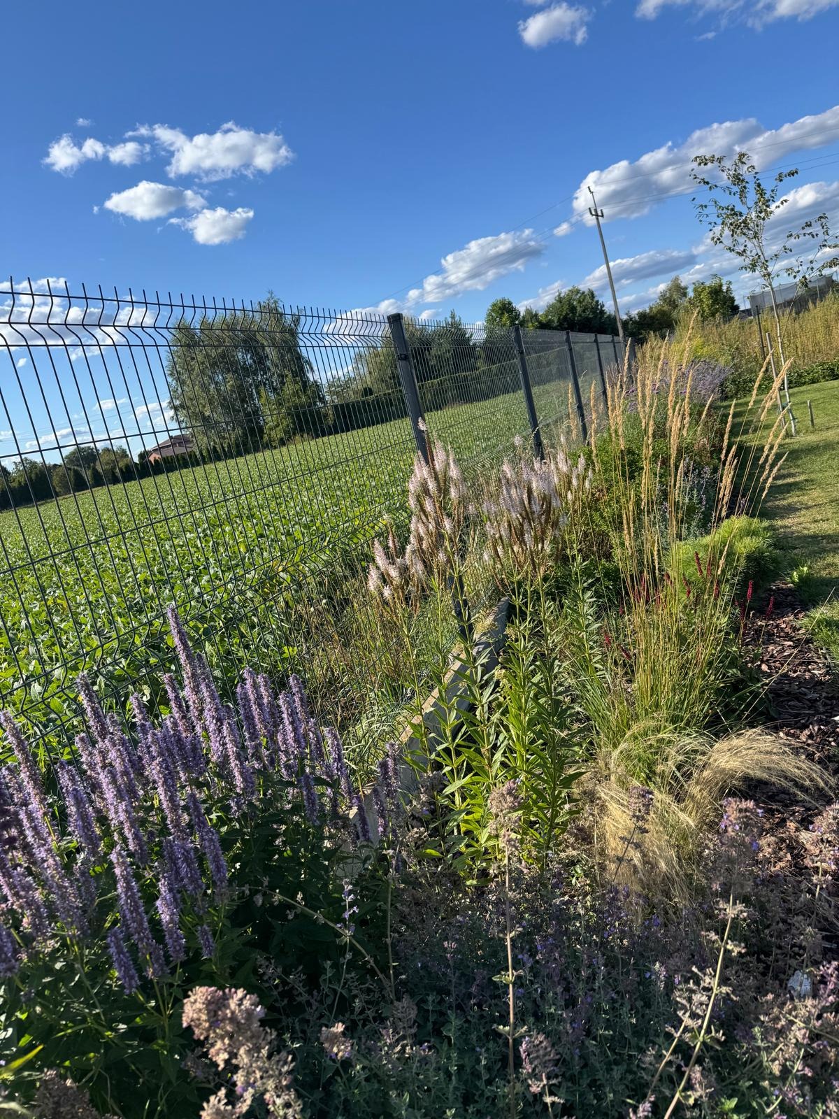 Rabata kwiatowa z ozdobnymi trawami i fioletowymi kwiatami, oddzielona metalową siatką od zielonego pola. Błękitne niebo z obłokami w tle, słoneczny dzień.