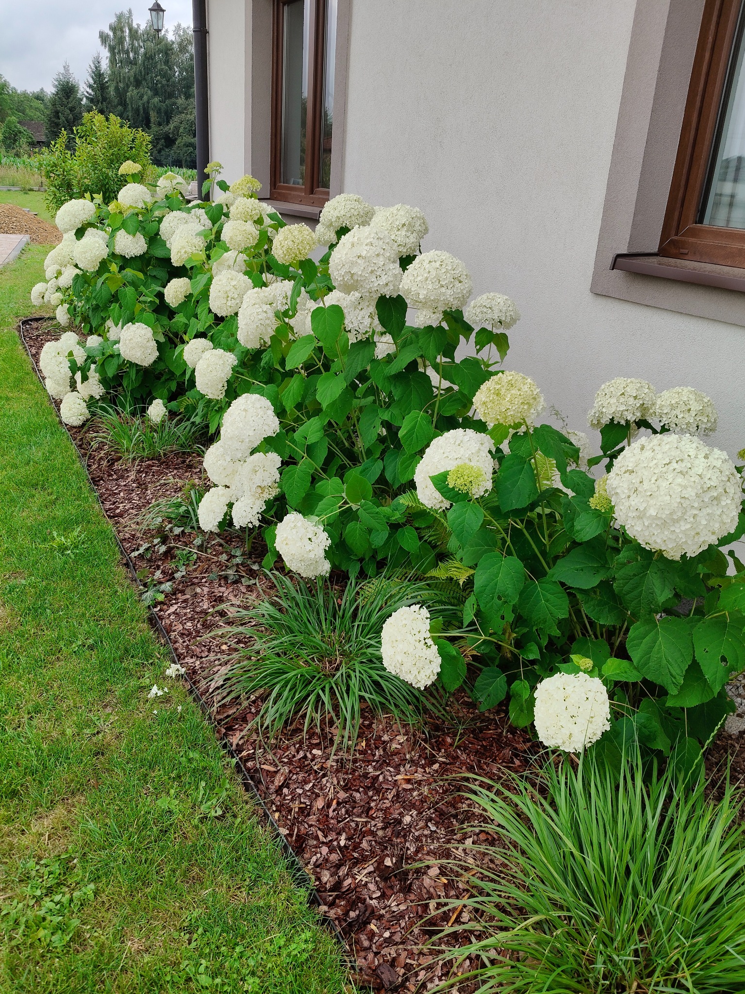 Kwitnące hortensje Annabelle wzdłuż ściany domu, kora jako ściółka, trawa, schludne obrzeże. Kompozycja roślin w ogrodzie przydomowym.