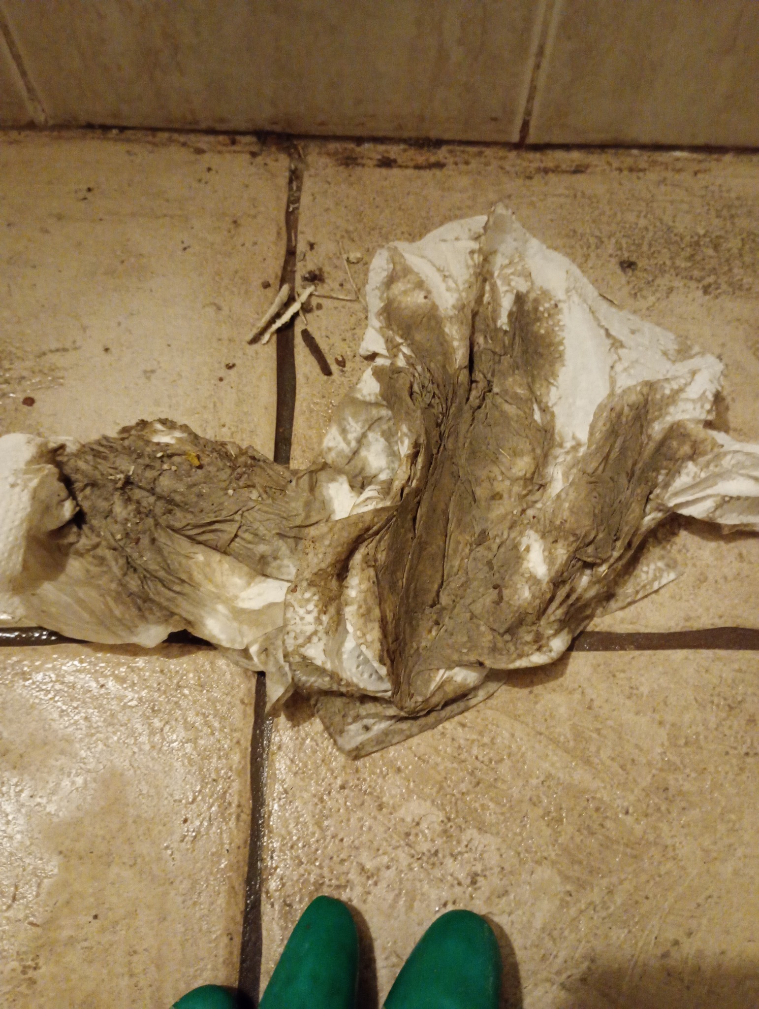 Brudna, pognieciona chusteczka leży na mokrych, brudnych płytkach podłogowych. W tle widoczne fragmenty zielonych gumowych rękawic.