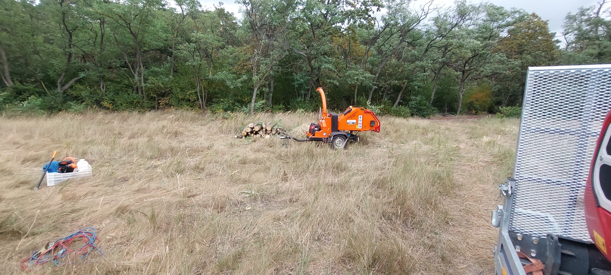 Pomarańczowy rębak do gałęzi Timberwolf na przyczepie, z pociętymi gałęziami obok, na zarośniętym terenie z drzewami w tle. Widoczne narzędzia i skrzynka.