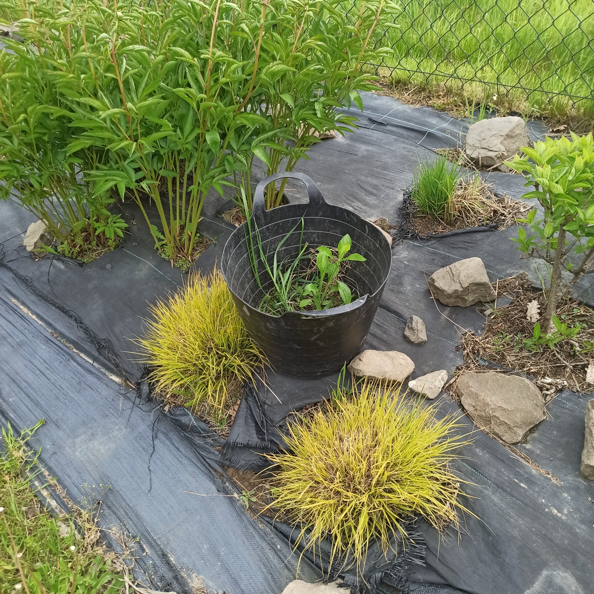 Grządka z roślinami na czarnej macie, czarne wiadro z chwastami, kamienie. Pielęgnacja ogrodu, usuwanie chwastów, porządkowanie rabat.