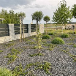 Ekspert ogrodu - Nowoczesny ogród z szarego kamienia, niskimi roślinami okrywowymi i młodymi drzewkami. W tle ogrodzenie panelowe z elementami betonowymi i drzewa.