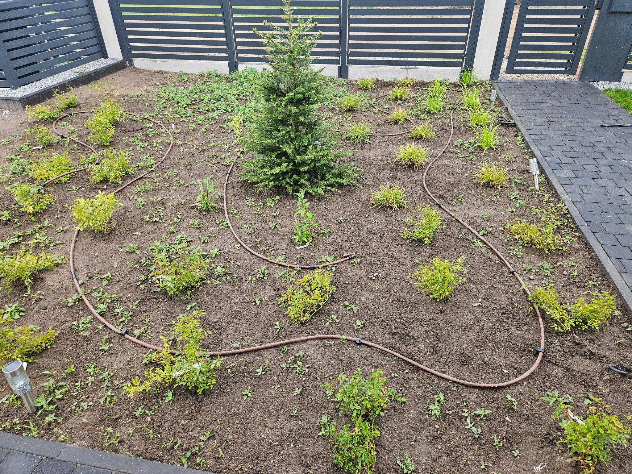 Ogród z nasadzeniami i systemem nawadniania, widok z góry. W tle szare ogrodzenie panelowe i fragment kostki brukowej.  Świeżo posadzone rośliny.