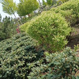 Pielęgnacja ogrodów Mszczonów 4