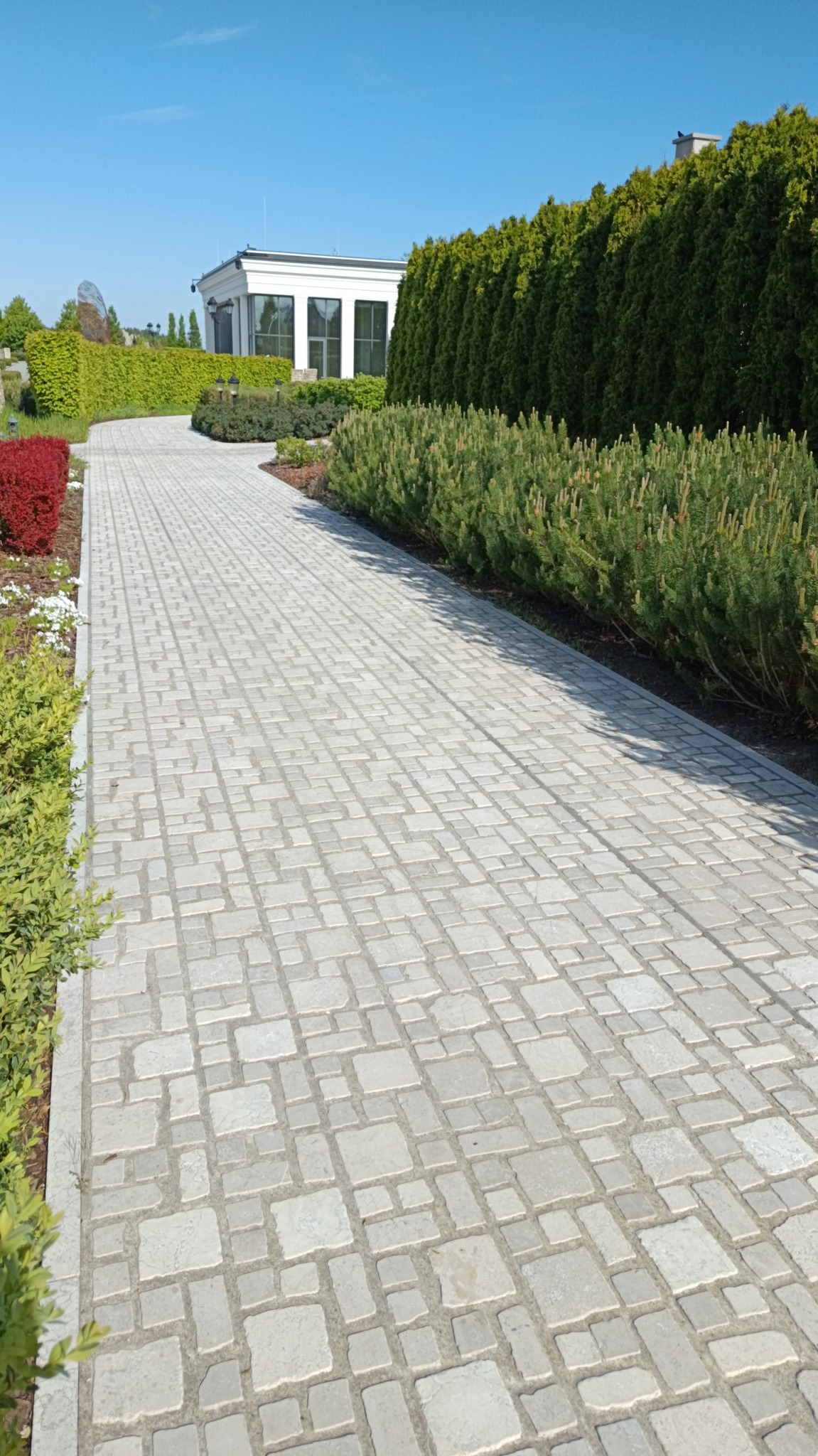 Ułożona kostka brukowa tworzy ścieżkę w ogrodzie z równo przyciętymi krzewami i tujami. W tle biały budynek z dużymi oknami i błękitne niebo.