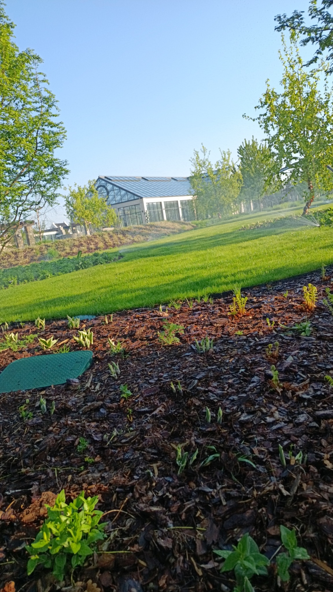 Świeżo obsadzona rabata z korą i młodymi roślinami na tle idealnie przystrzyżonego trawnika i nowoczesnej oranżerii w słoneczny dzień. Widoczny system nawadniania.