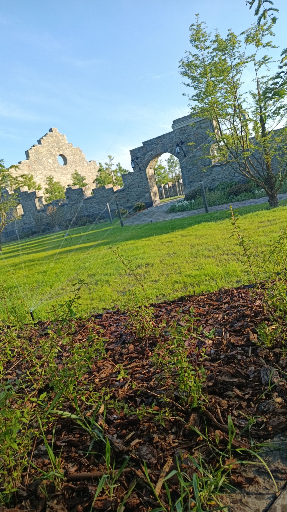 Utrzymany trawnik z systemem nawadniania i architekturą ogrodową w tle. Kora rozsypana wokół roślin na pierwszym planie.