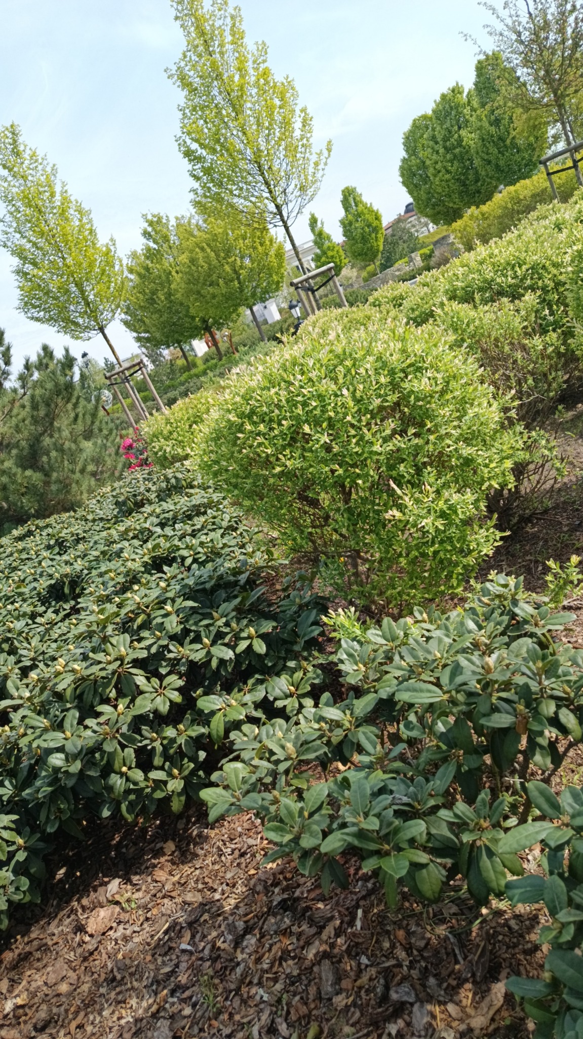 Ujęcie z poziomu gruntu na zadbany ogród z różnorodną roślinnością: krzewy, drzewa i ściółka z kory. Widoczny fragment błękitnego nieba.