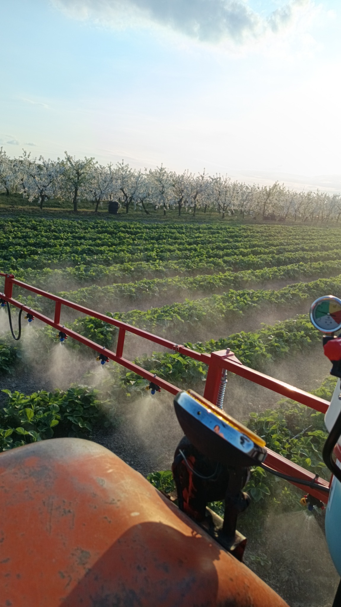 Opryskiwacz w akcji na polu truskawek, w tle rząd kwitnących drzew owocowych, słoneczny dzień. Widok z perspektywy operatora maszyny.
