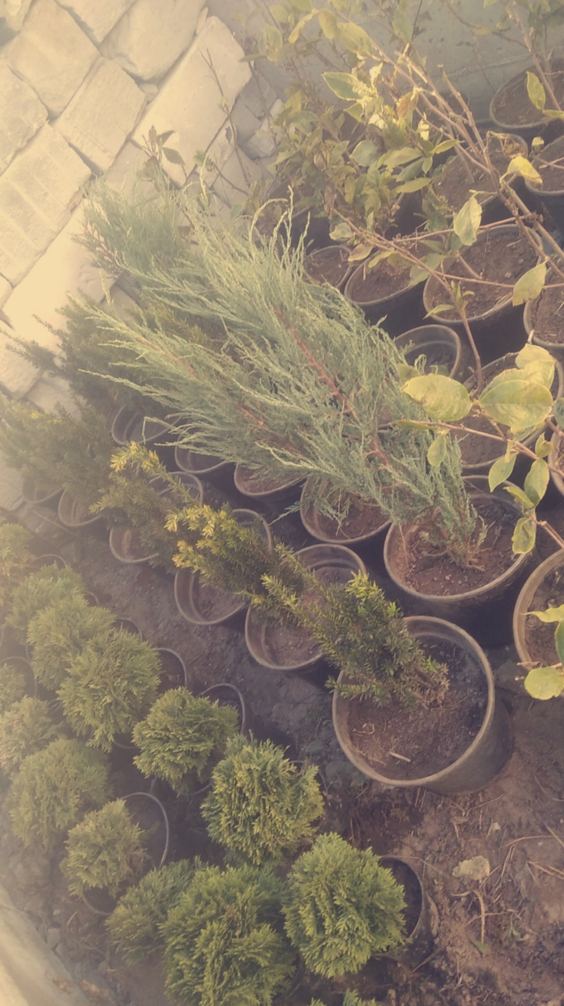 Różnorodne sadzonki drzew i krzewów w donicach, ustawione rzędami na ziemi, gotowe do posadzenia. W tle widoczny mur z jasnych cegieł.