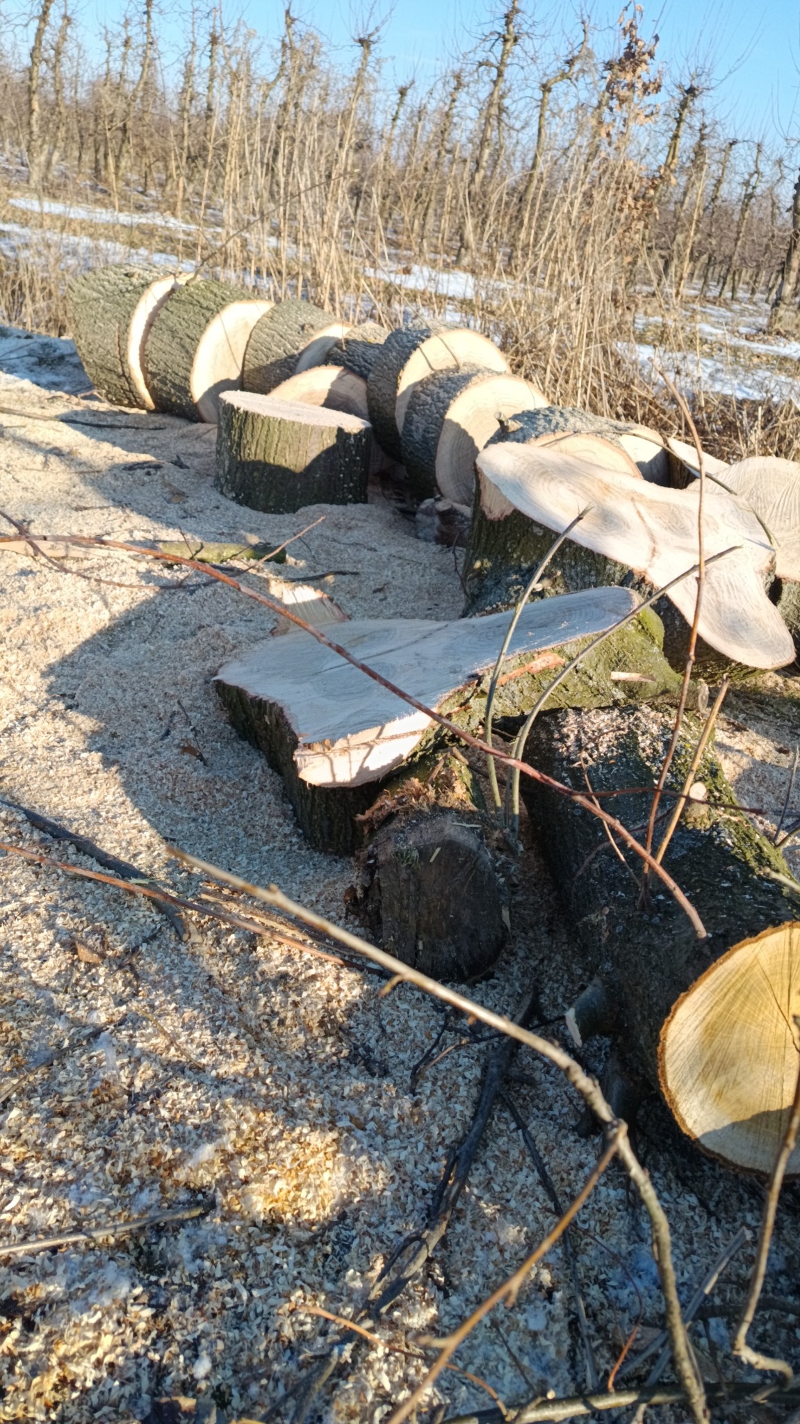 Ścięte pnie drzew w sadzie, rozrzucone trociny, w tle rząd drzew owocowych bez liści, błękitne niebo. Widok po wycince drzew.