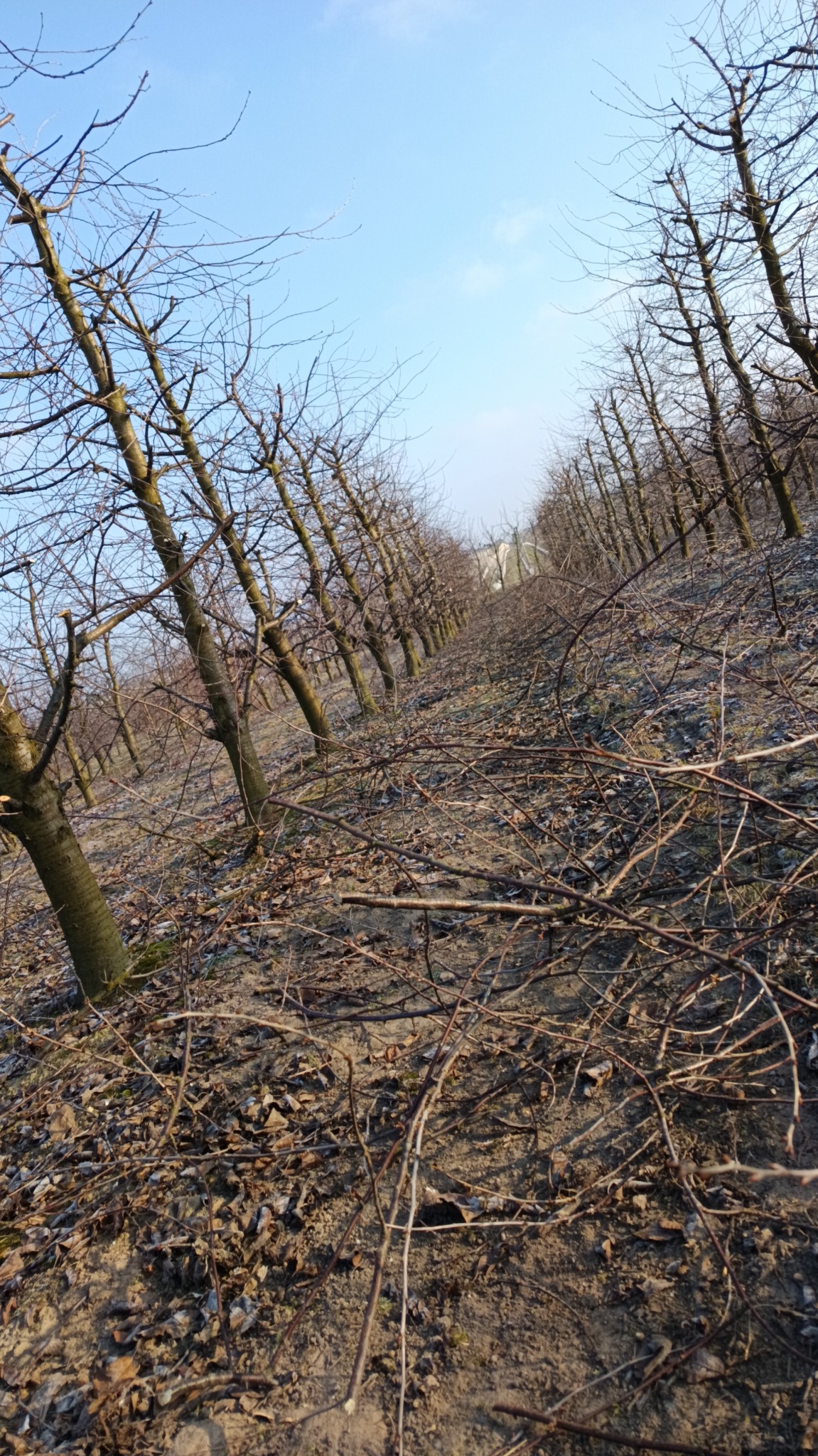 Rząd przyciętych drzew owocowych w sadzie, widoczne ślady po cięciu gałęzi, ziemia pokryta opadłymi liśćmi i gałązkami, jasne niebo w tle, perspektywa z dołu.