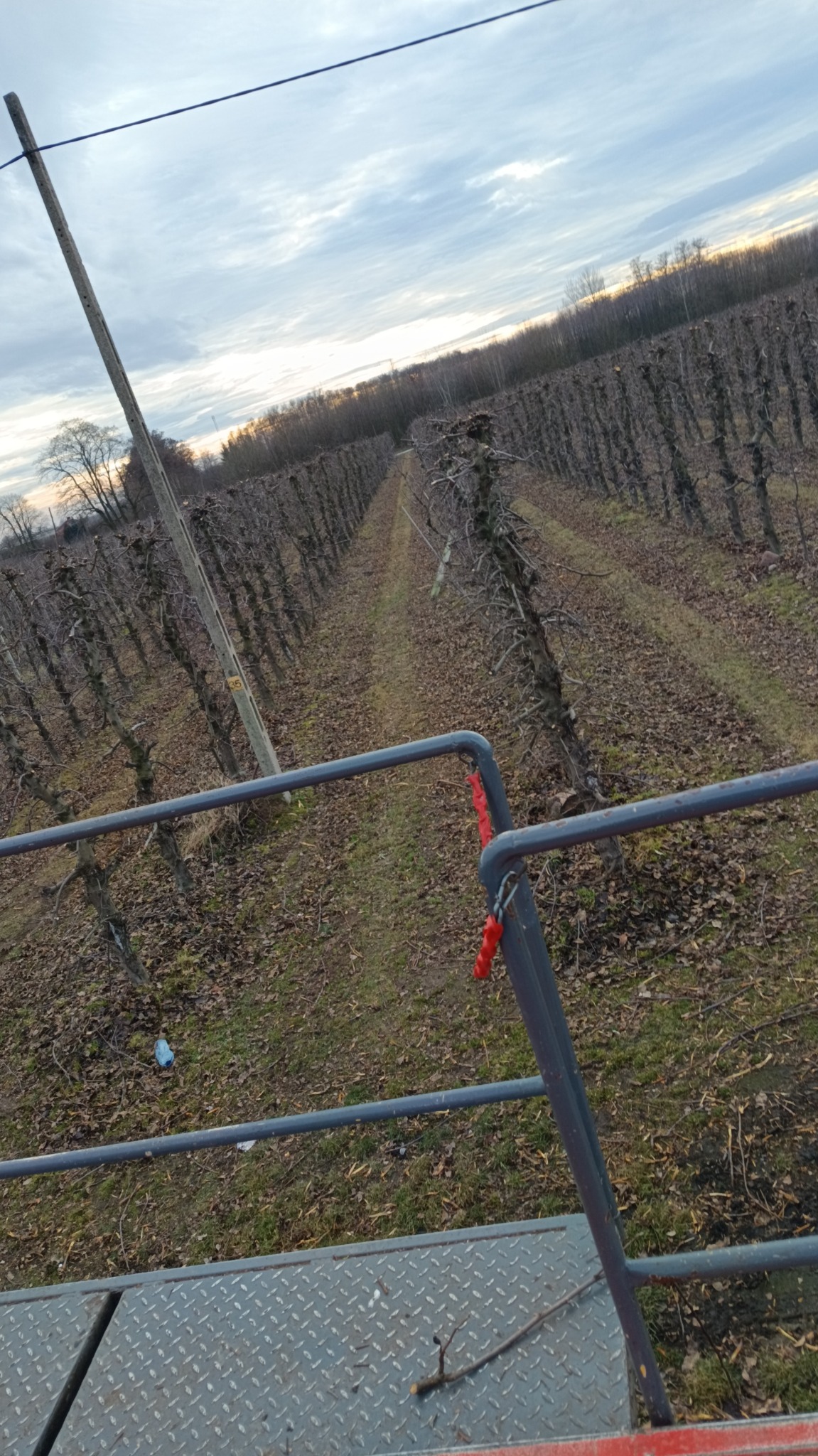 Widok z góry na rzędy przyciętych drzew owocowych w sadzie, jesienią, z platformy roboczej. Widoczne ślady po przycinaniu.