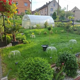 FPHU Damian Spychalski - Zadbany ogród z pochyłym trawnikiem, szklarnią foliową, ozdobnymi lampkami solarnymi, palmą i kwitnącymi petuniami. W tle domy mieszkalne z gniazdem bociana.