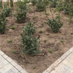 Świeżo posadzone krzewy laurowiśni w ogrodzie miejskim, widoczne młode rośliny i krawężnik z kostki brukowej. Nowe nasadzenia w ziemi.