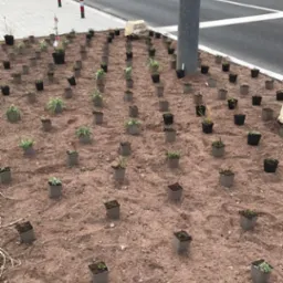 Przygotowany teren pod sadzenie roślin w doniczkach, widok z góry, z elementami infrastruktury drogowej w tle. Etap przed zasadzeniem roślin w gruncie.