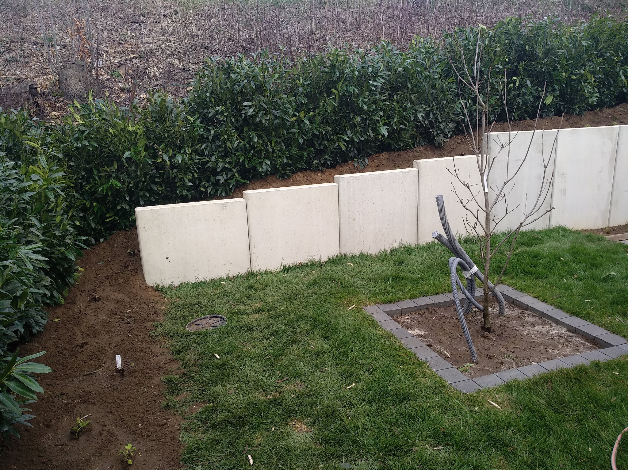 Nowo założony ogród: trawnik, betonowe murki oporowe, zasadzone krzewy i drzewo z systemem nawadniania. Widok z poziomu gruntu na fragment ogrodu.