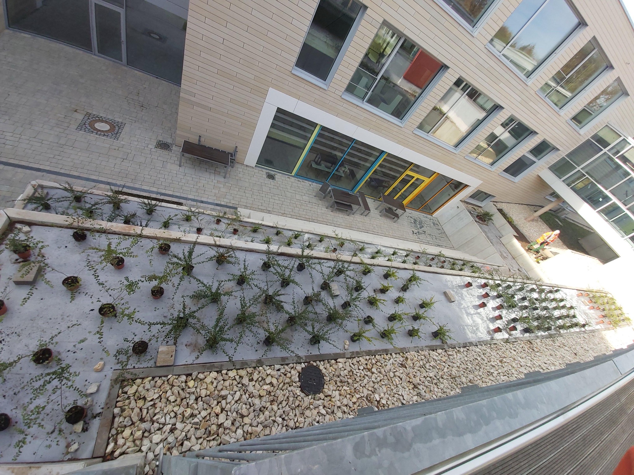 Widok z góry na nowo założony ogród przy budynku z kamienną ścieżką i nasadzeniami w donicach, tworzącymi regularny wzór. Część roślin już wypuszcza pędy.