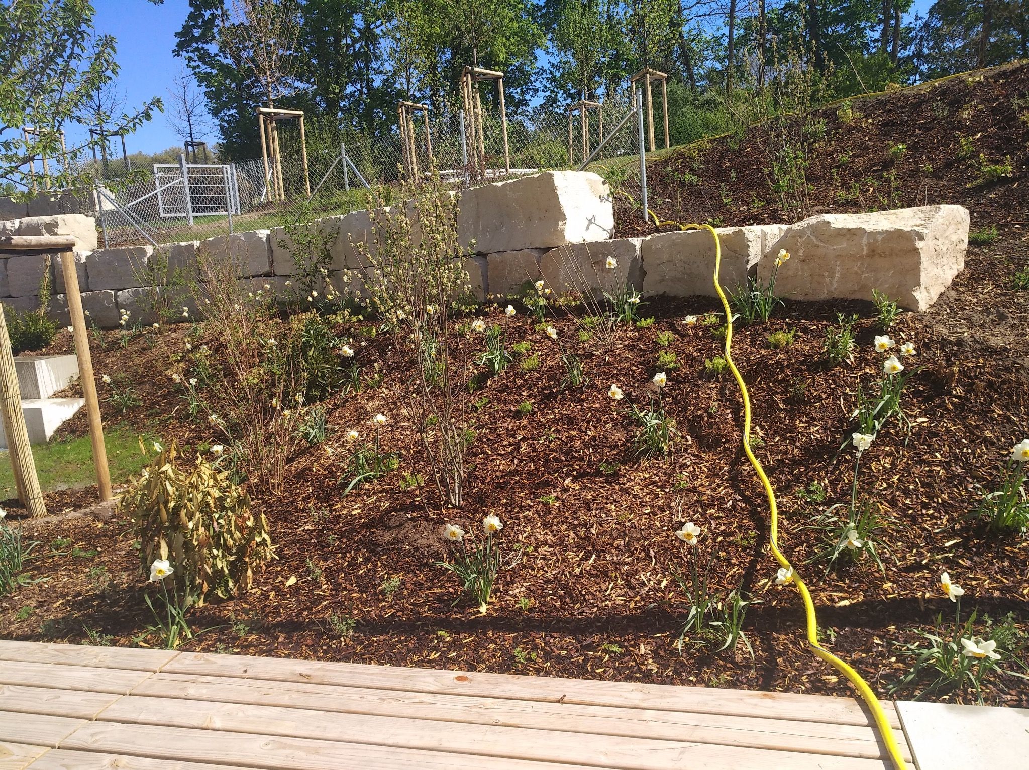 Ogród na zboczu z kamienną ścianą, świeżo posadzone drzewa z podporami i żółty wąż do podlewania, widok z drewnianego tarasu.