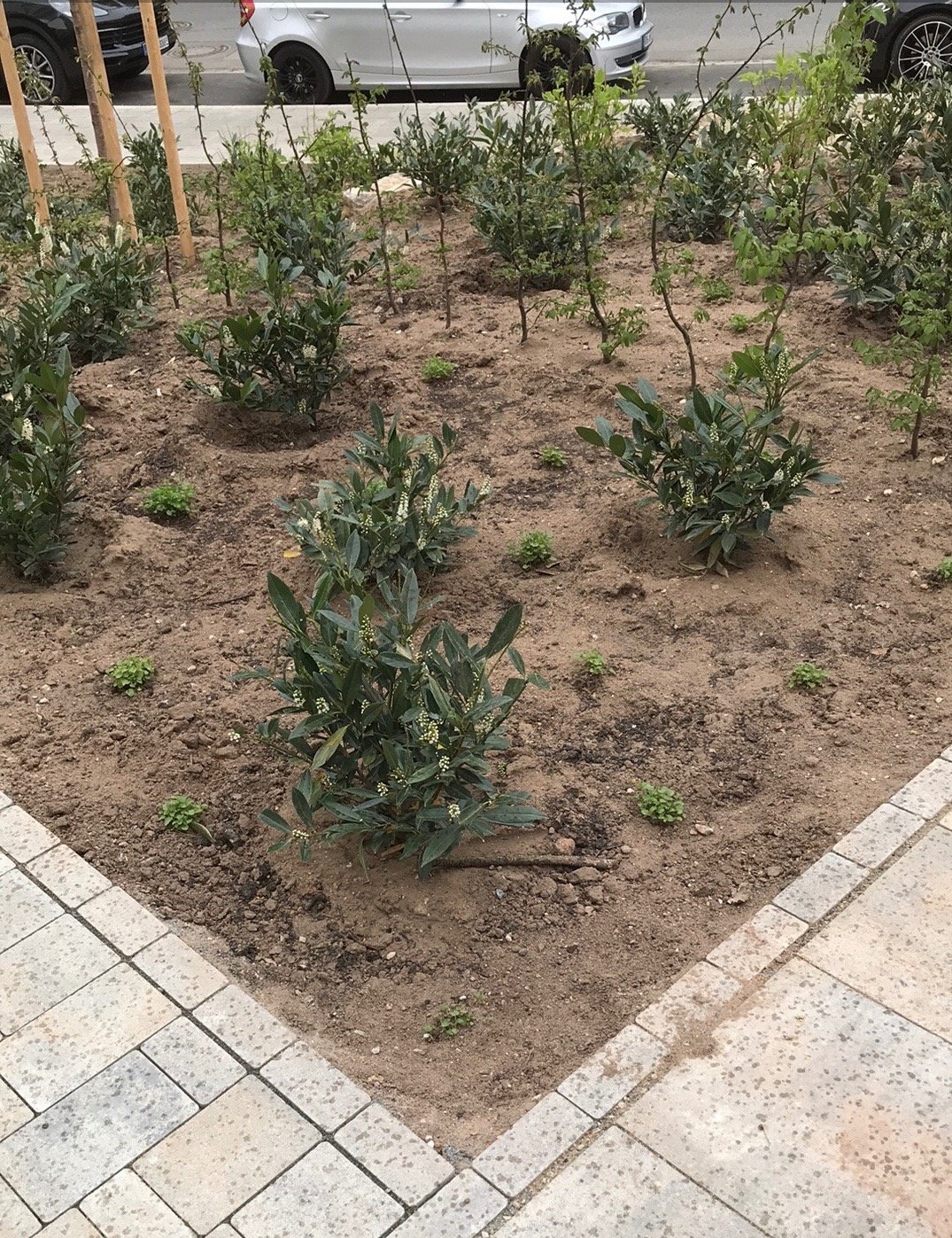 Świeżo posadzone krzewy laurowiśni w ogrodzie miejskim, widoczne młode rośliny i krawężnik z kostki brukowej. Nowe nasadzenia w ziemi.