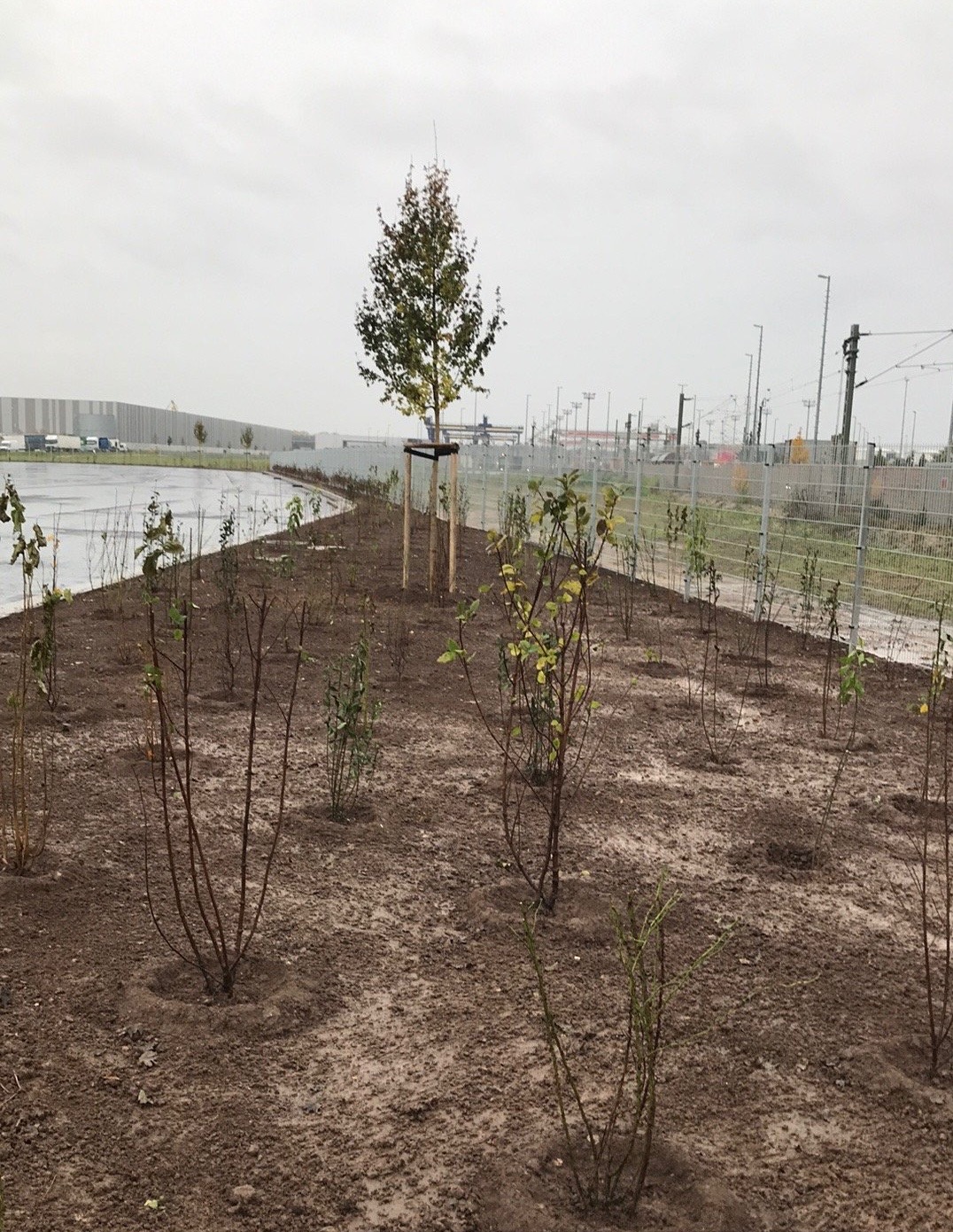 Świeżo posadzone drzewa i krzewy w rzędach, zabezpieczone palikami, na tle pochmurnego nieba i infrastruktury miejskiej.